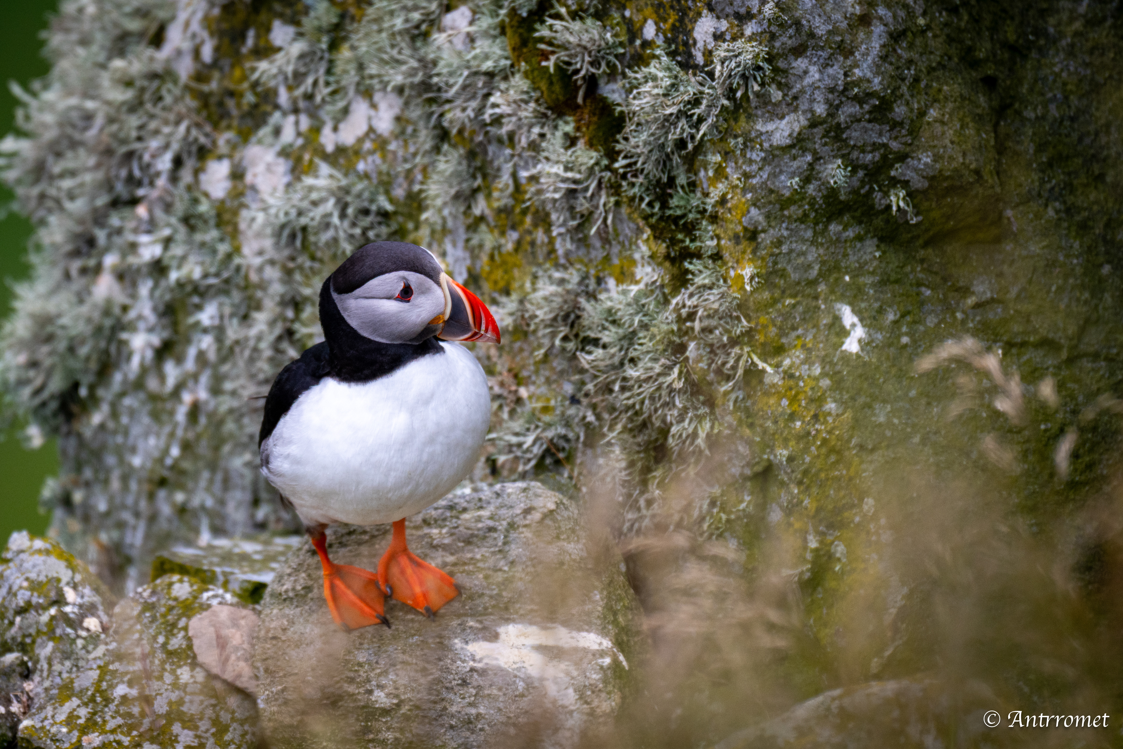 Puffin viewing point, Runde