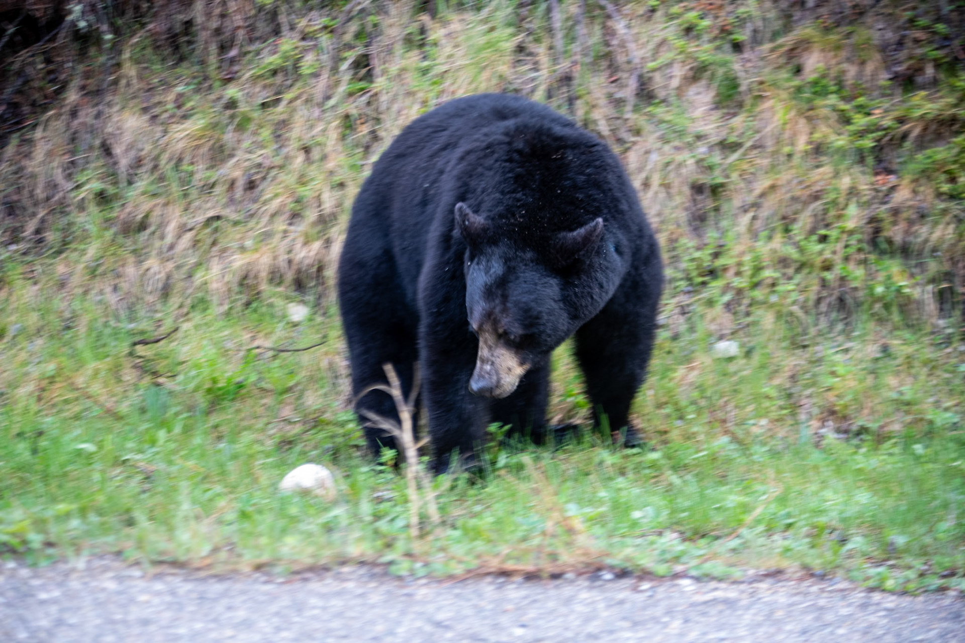 Black bear on Miette road