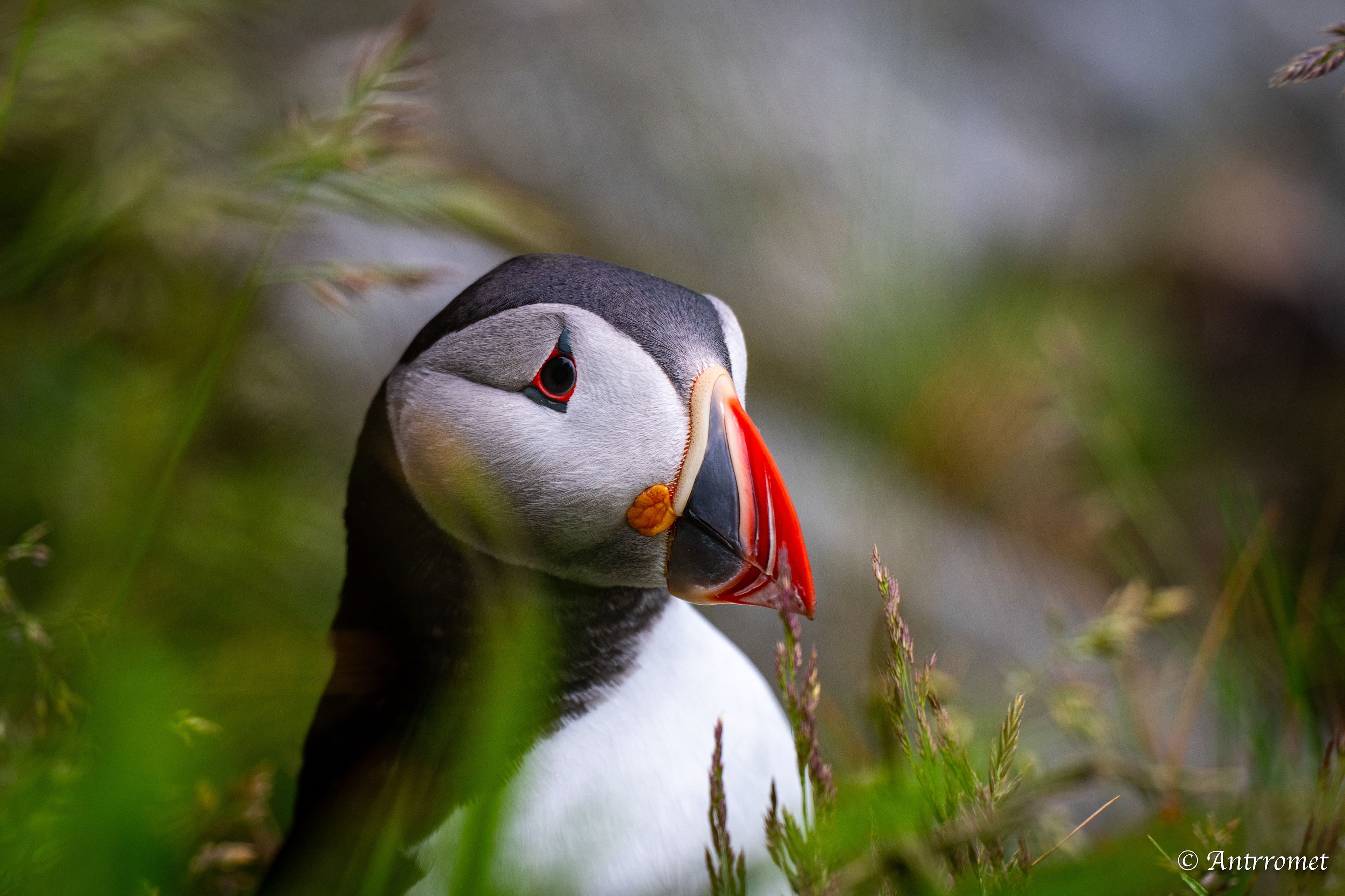 Puffins at Puffin viewing point, Runde