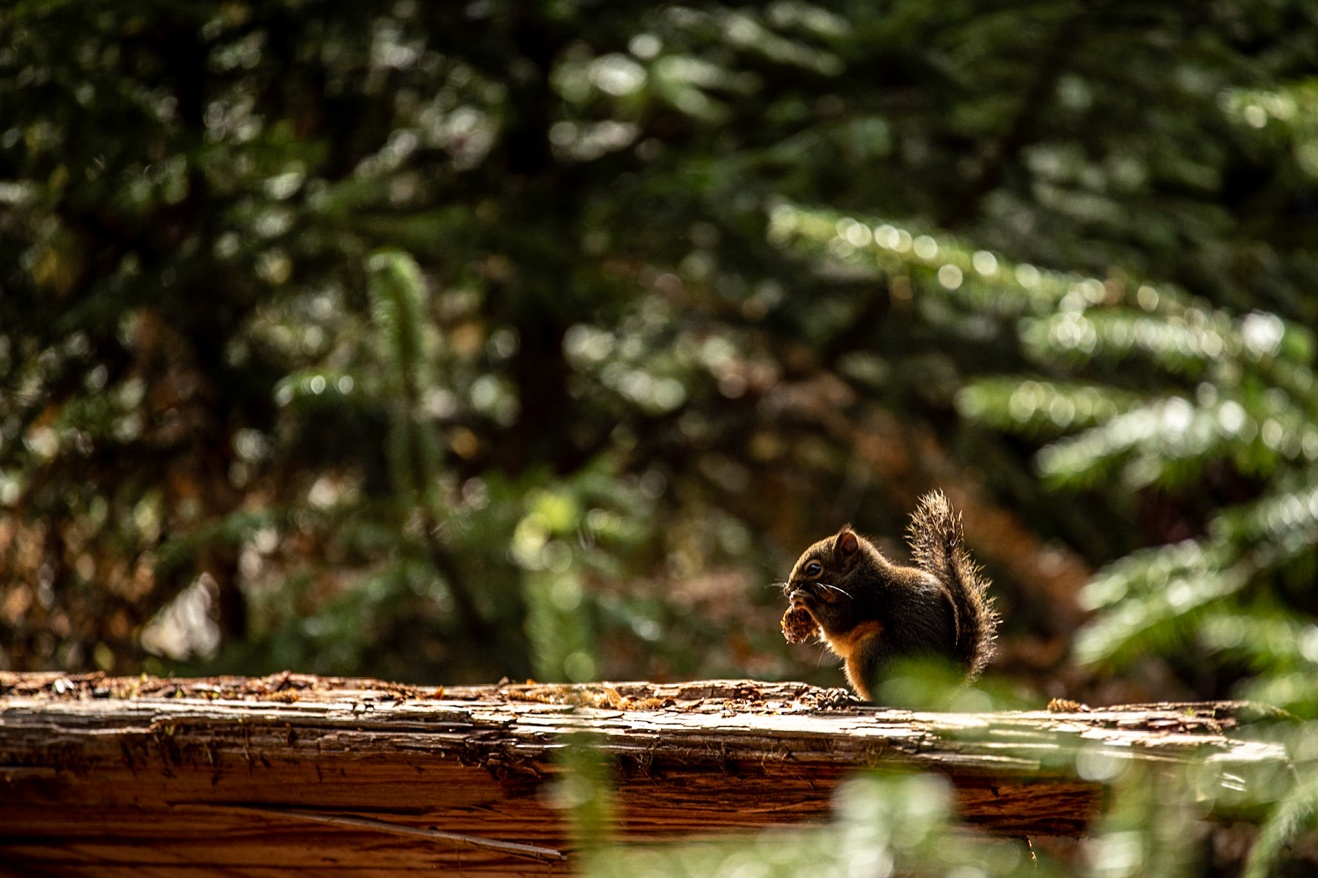 Hoh rainforest