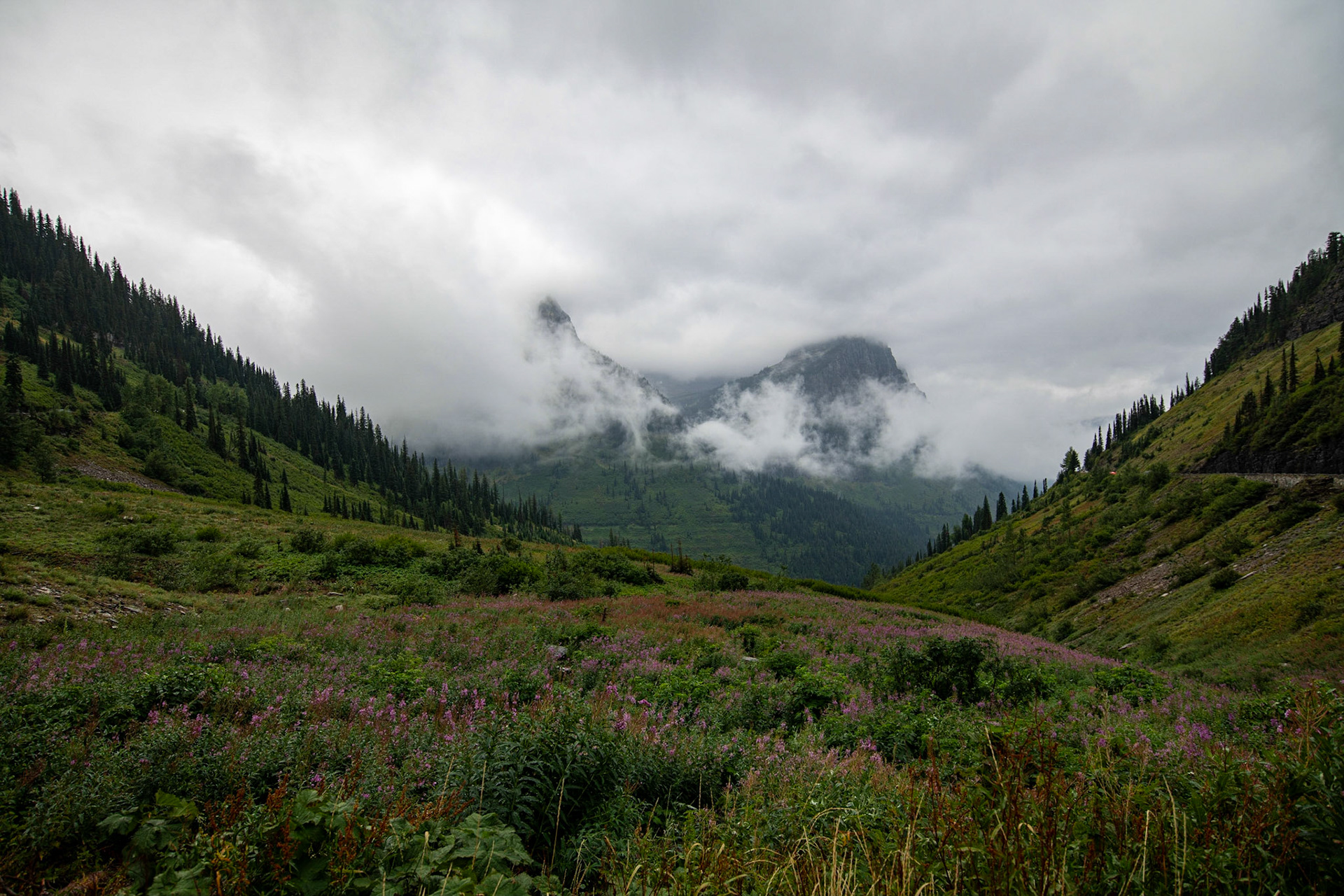 Paradise Meadow