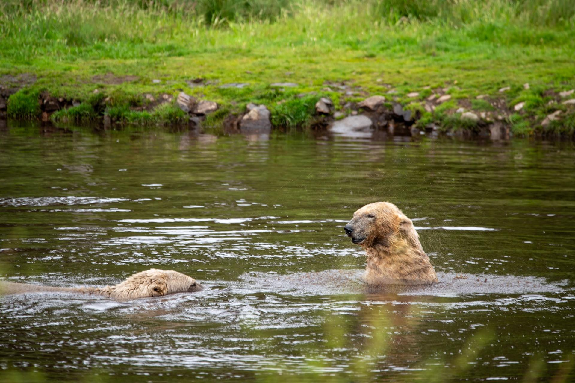 Polar bears, Highland Wildlife Park