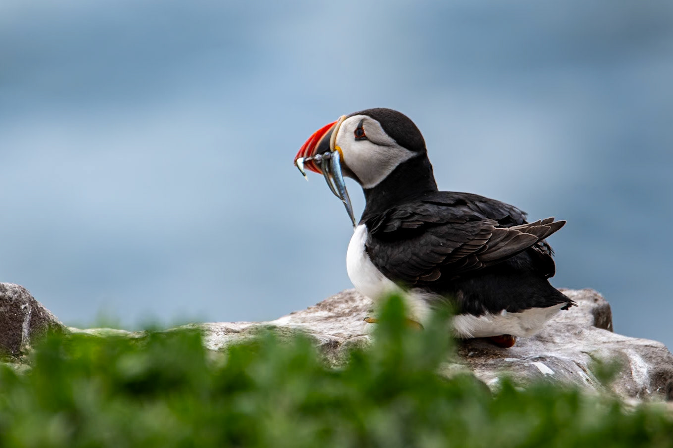 Puffin with sand eels, Farne Islands