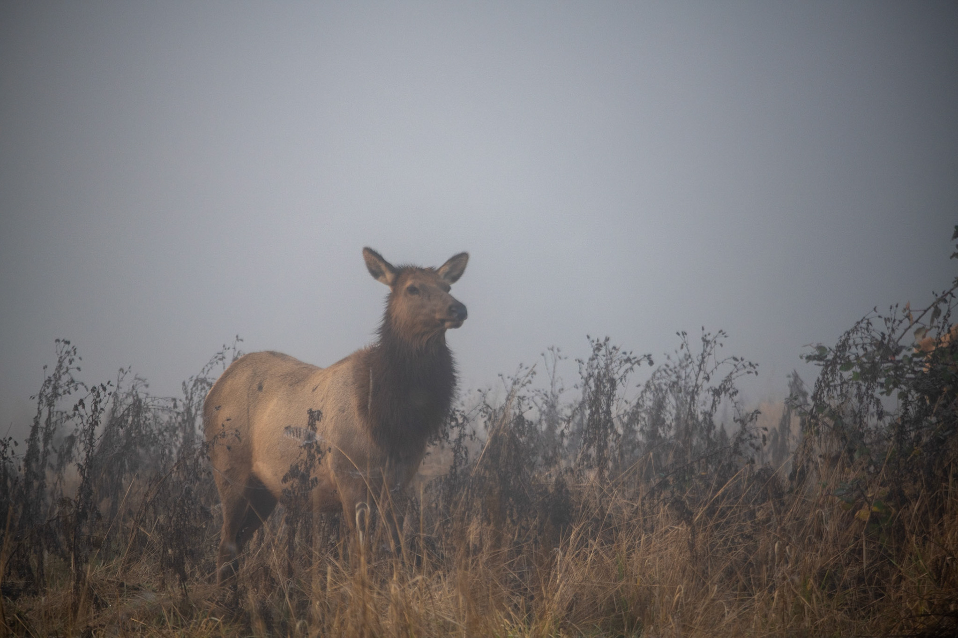 Roosevelt Elk at Elk Meadow