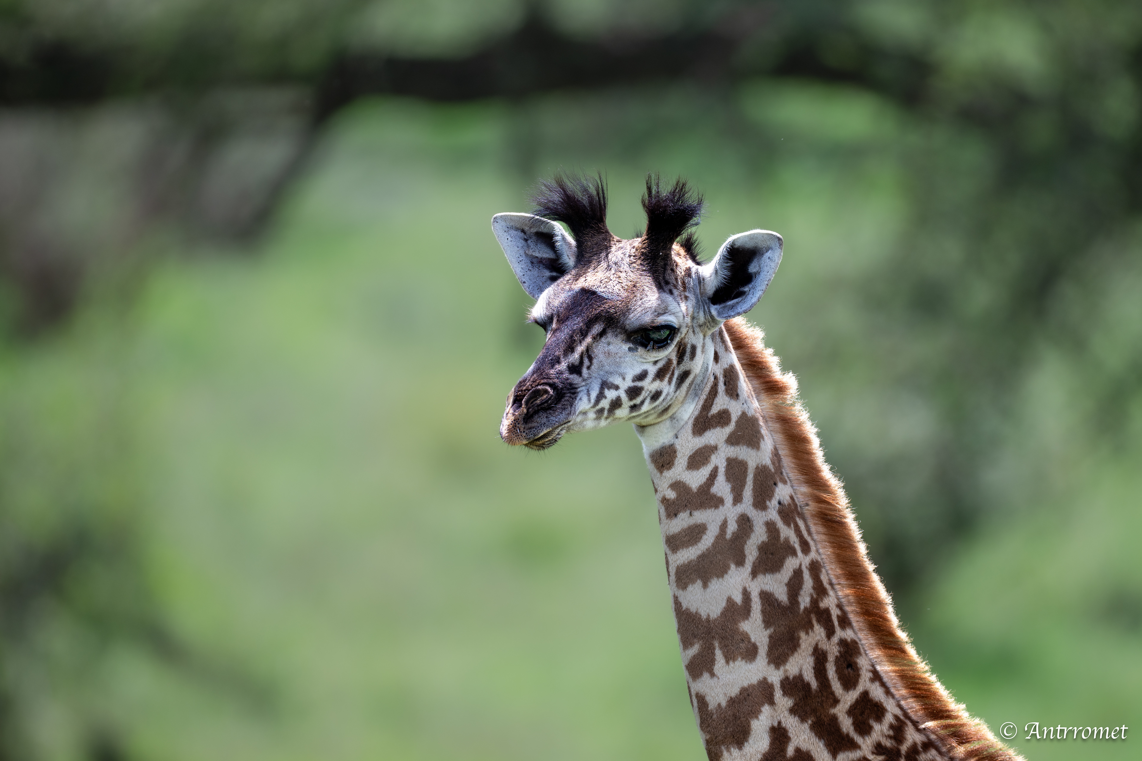Masai Giraffe