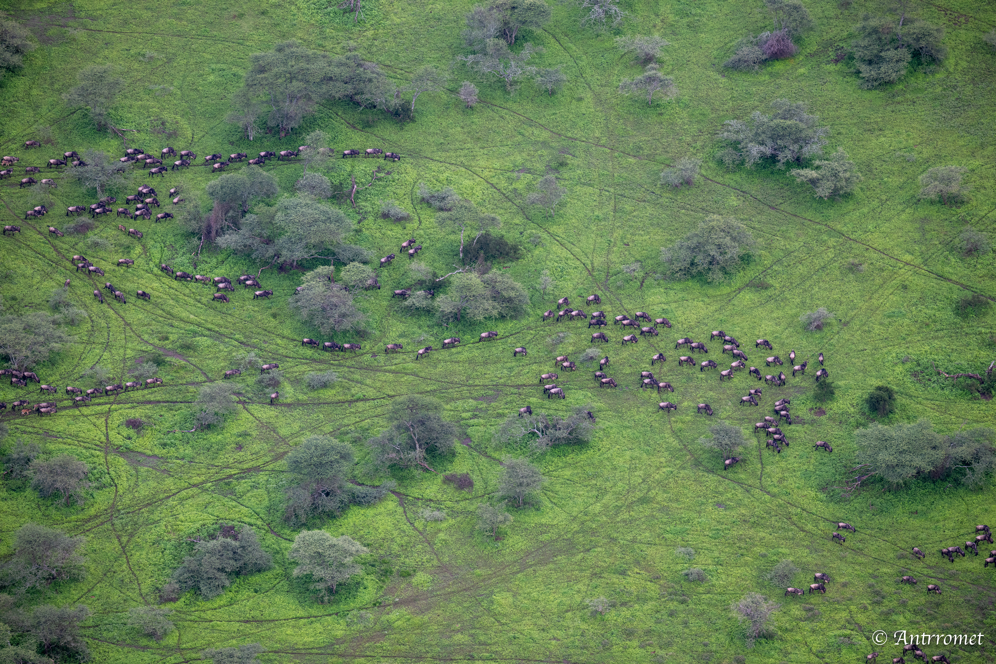 Migration view from hot air balloon ride over Ndutu region