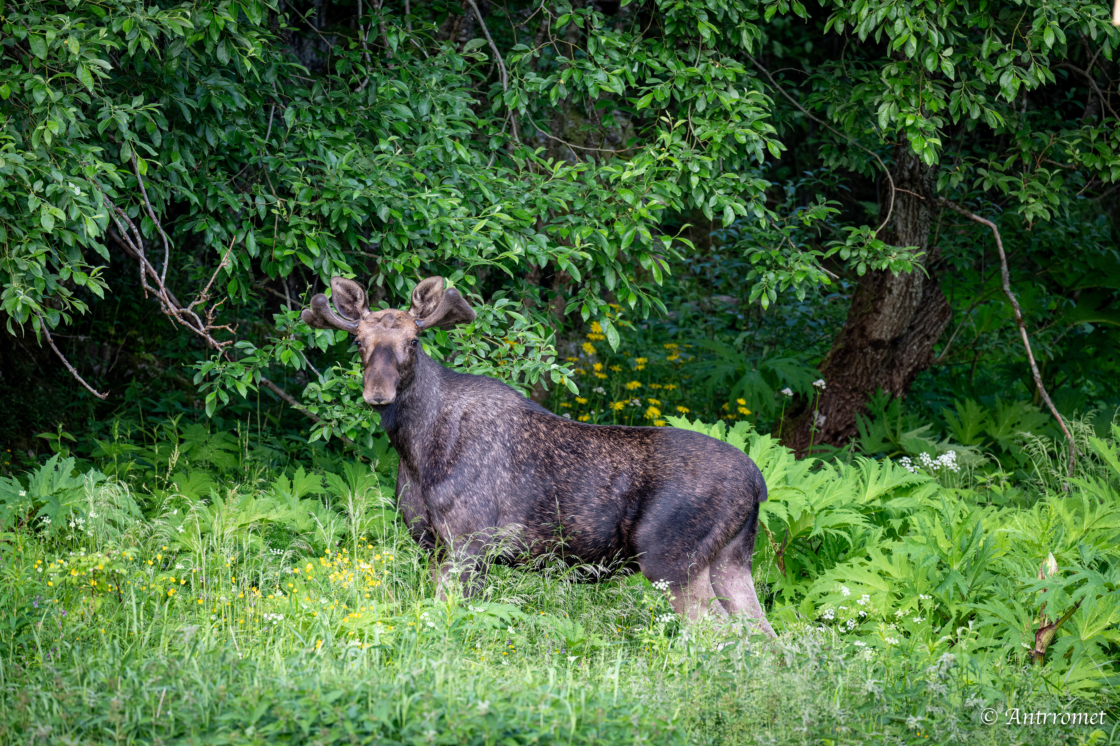 Moose somewhere in Bangsund