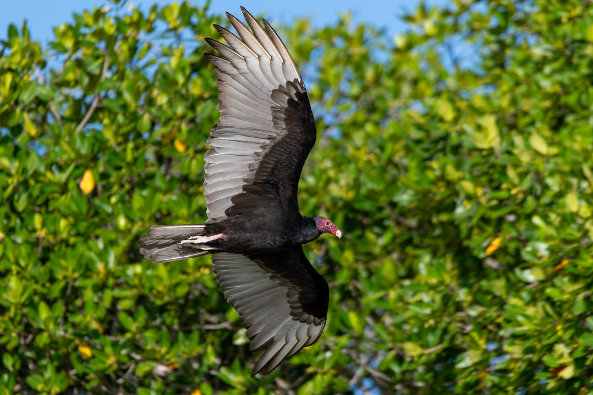 Turkey vulture at Rio Lagartos Lagoon