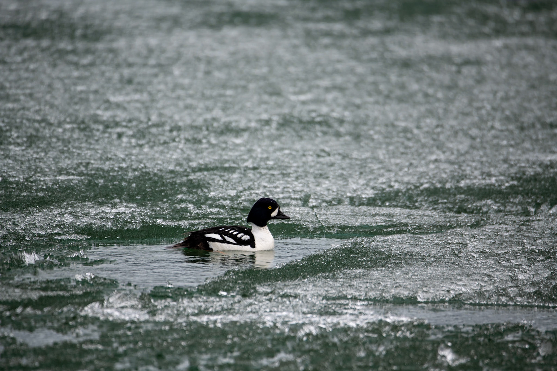 Barrow's goldeneye in frozen Maligne Lake