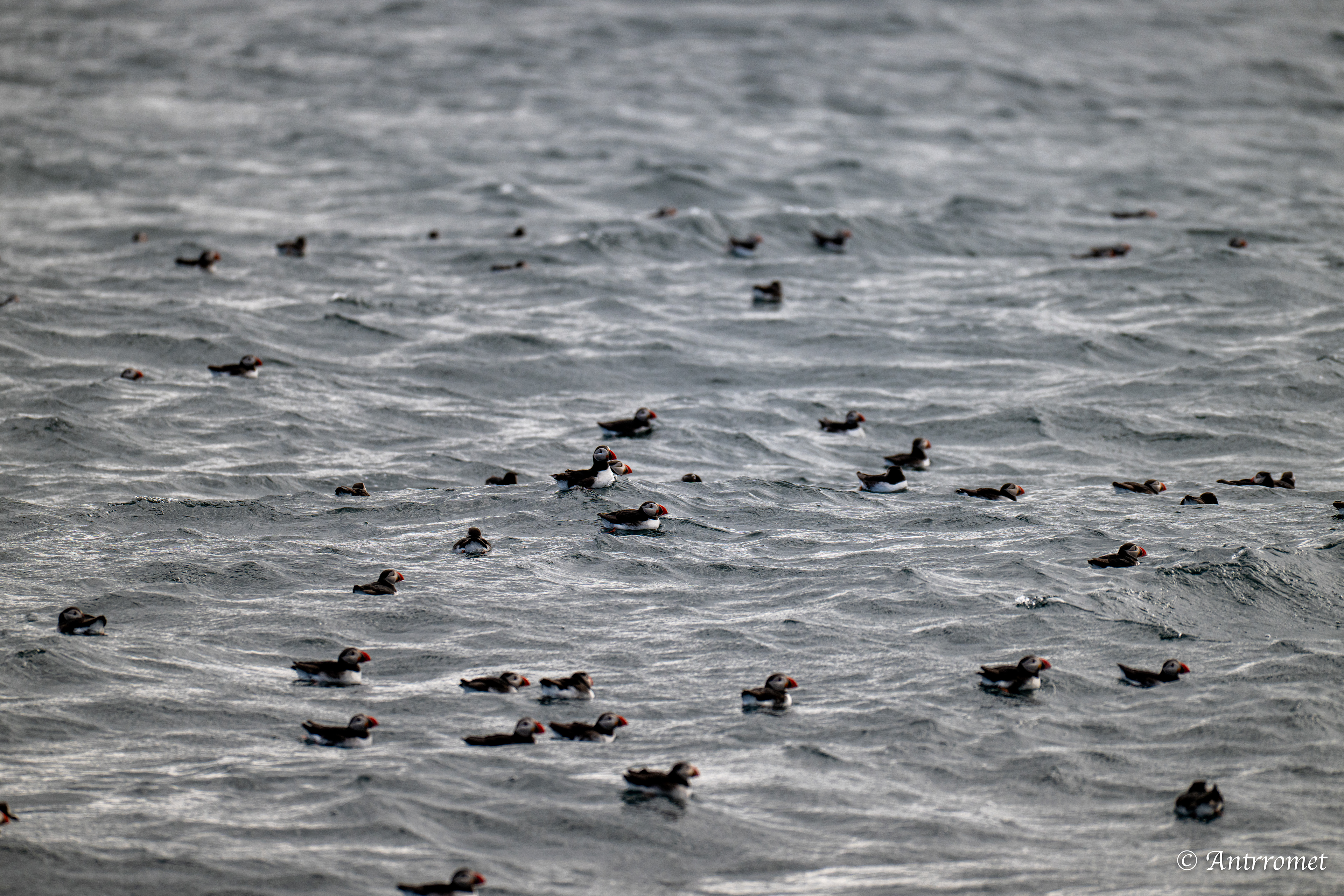 Puffins at Puffin Safari AS, Bleik, Vesteralen