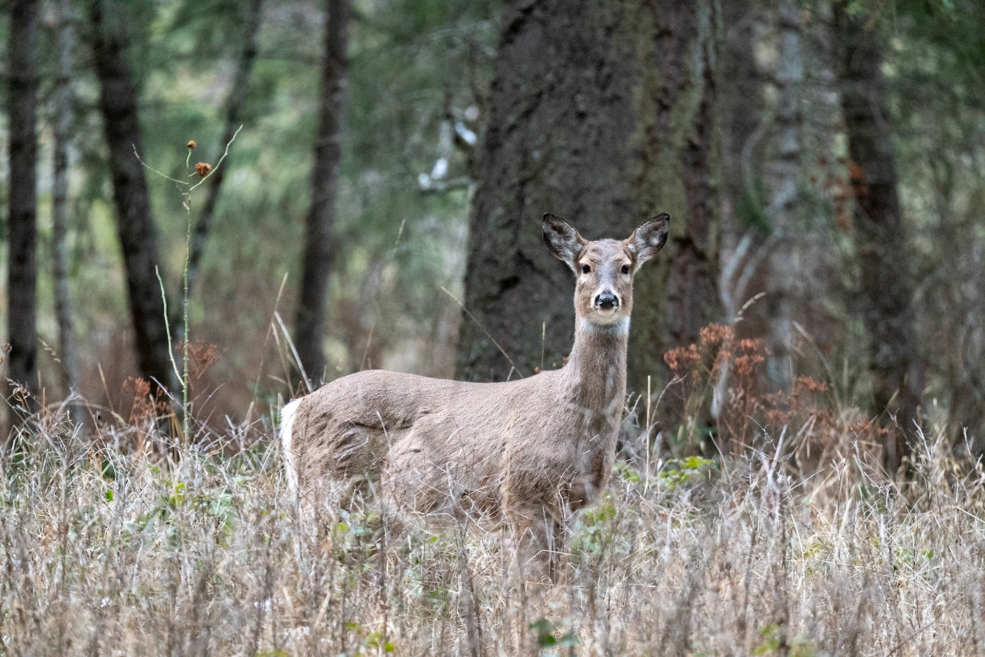 Deers at Farragut State Park