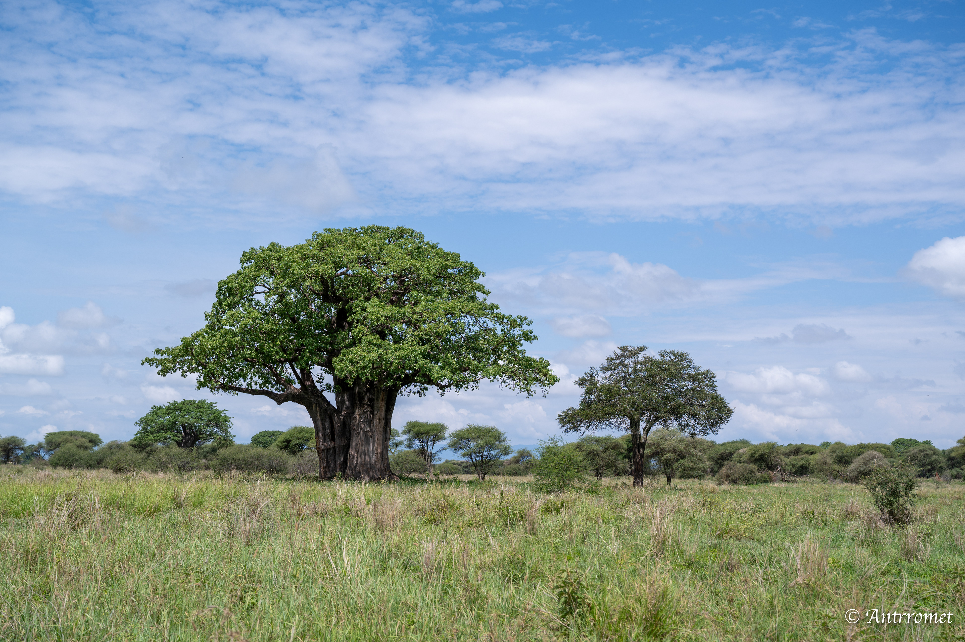 Baobab Tree