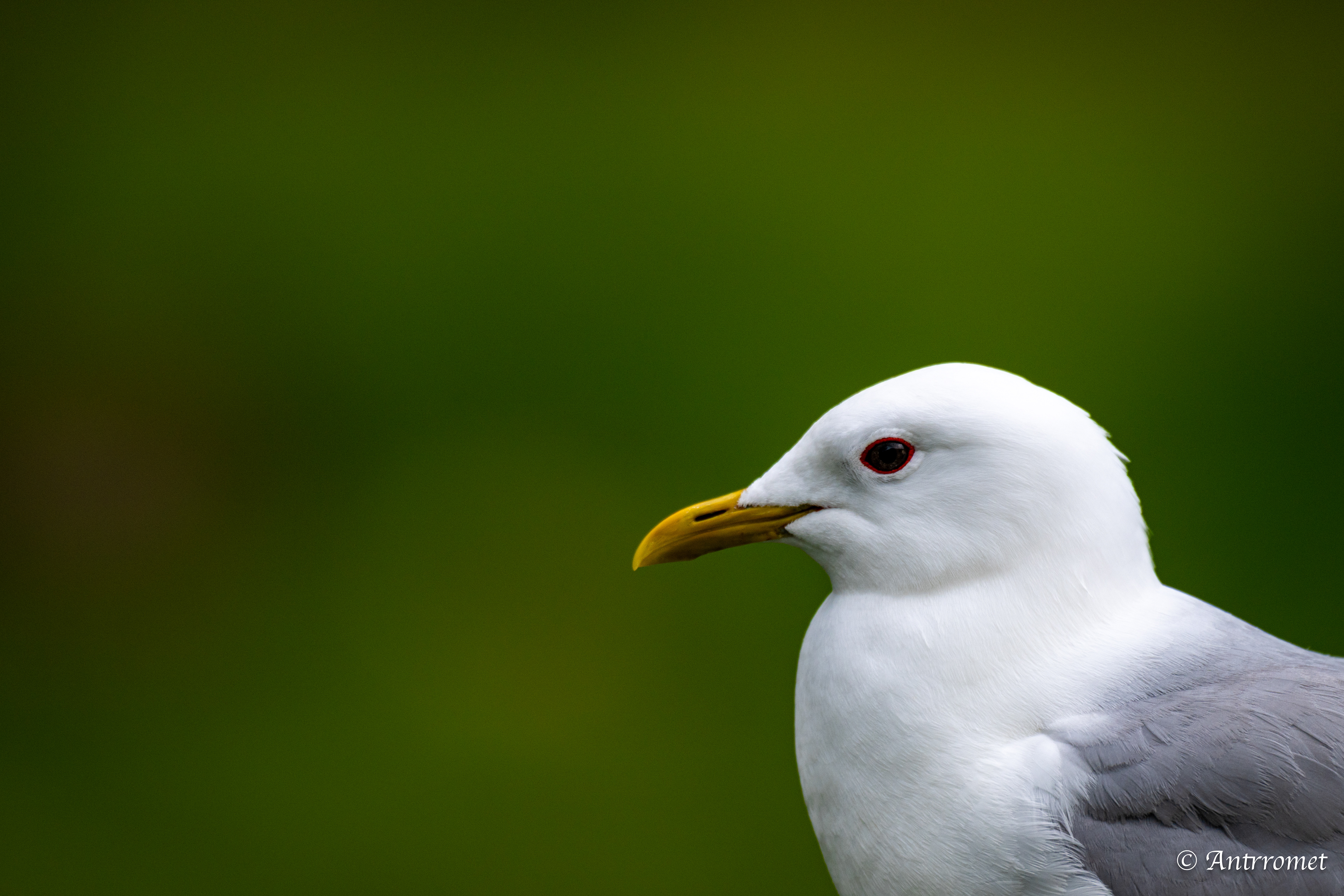 Common gull at Flåm stasjon