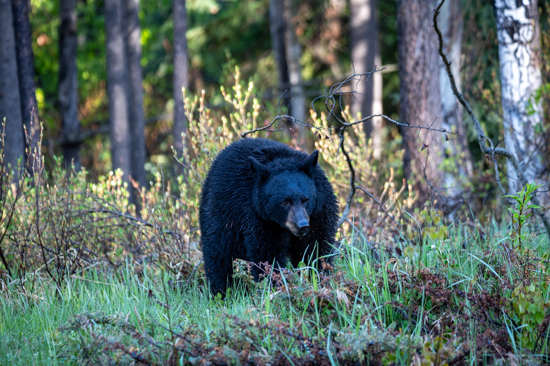 Black bear on Maligne Lake Road