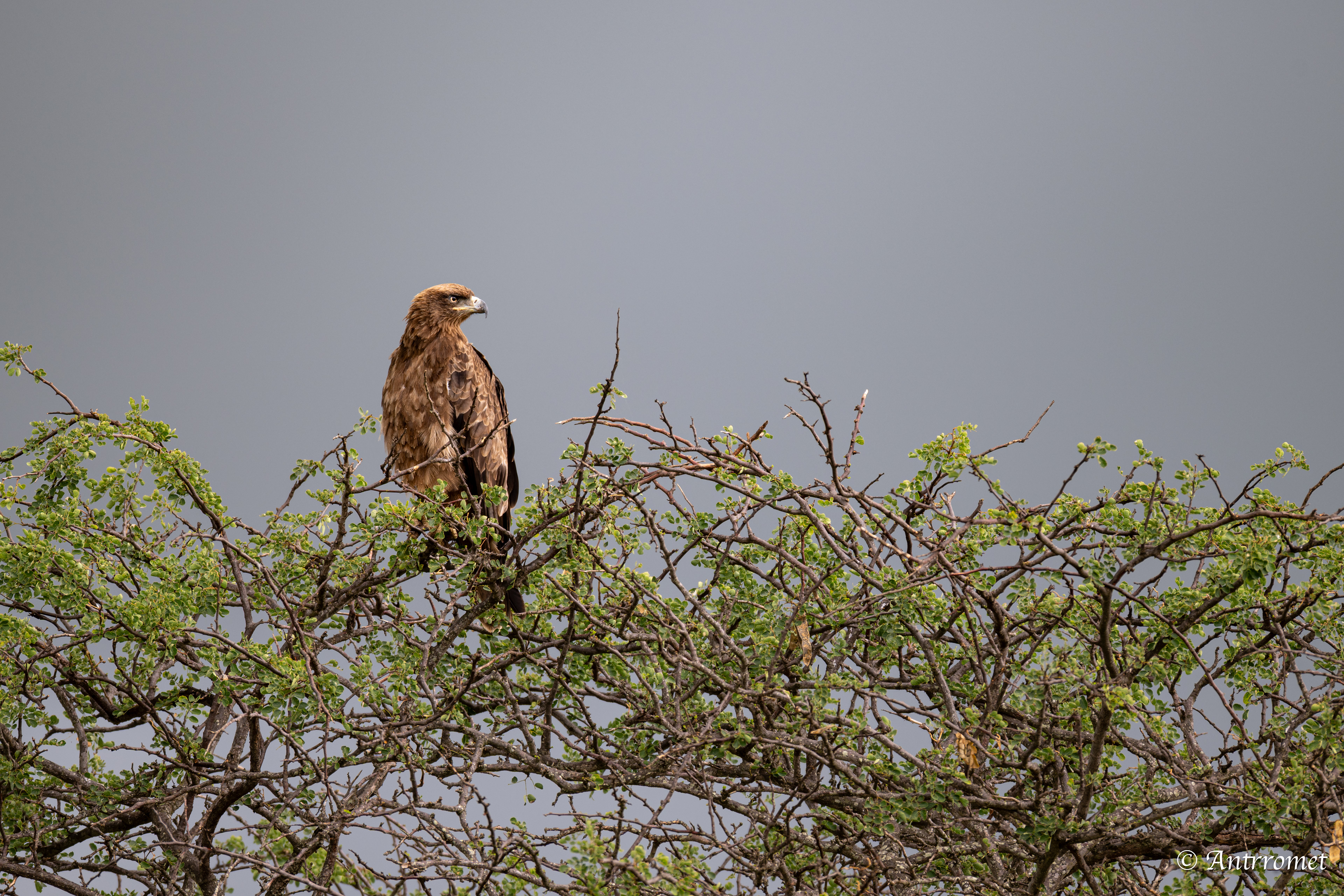 Tawny Eagle