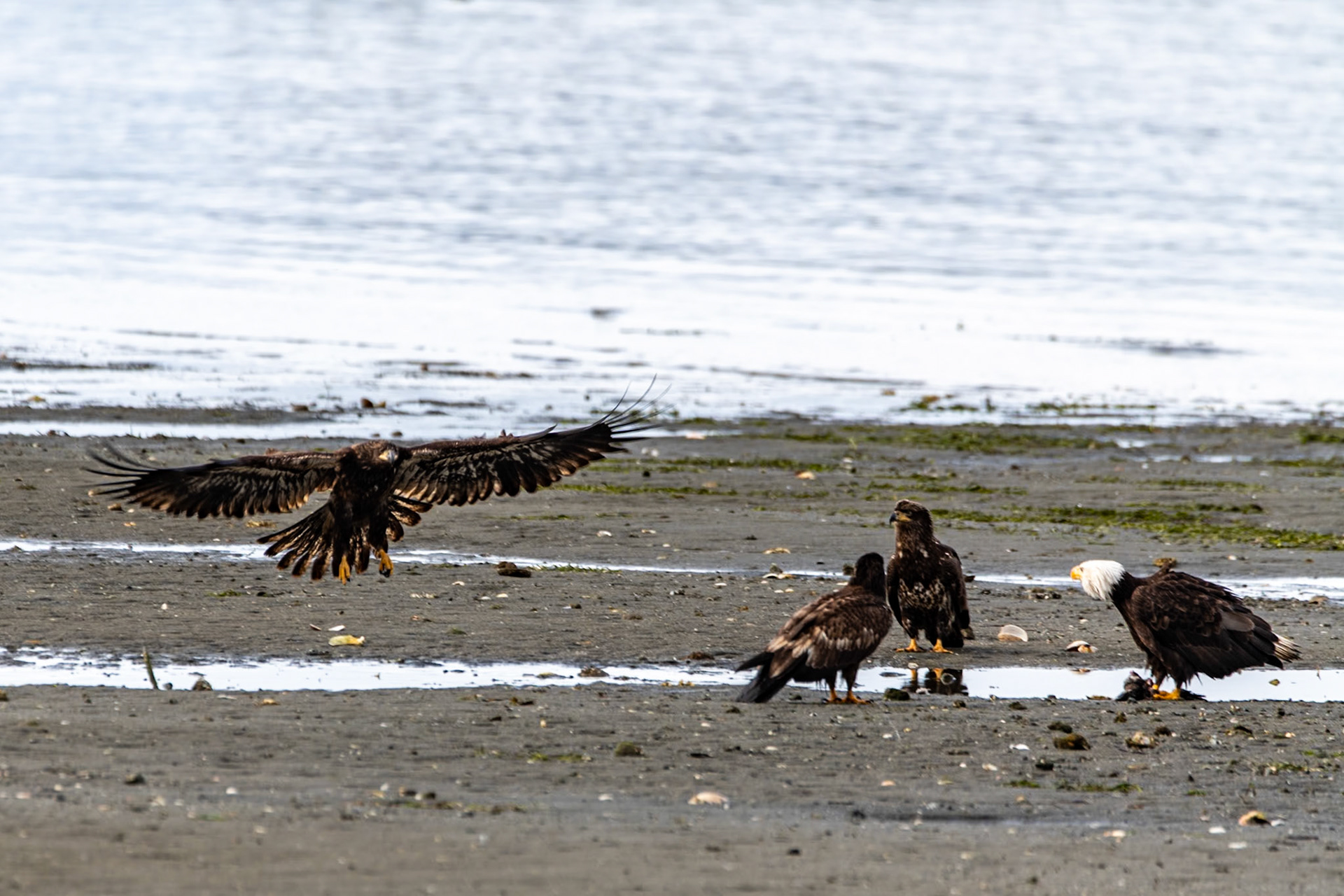 Eagles at Clallam Bay