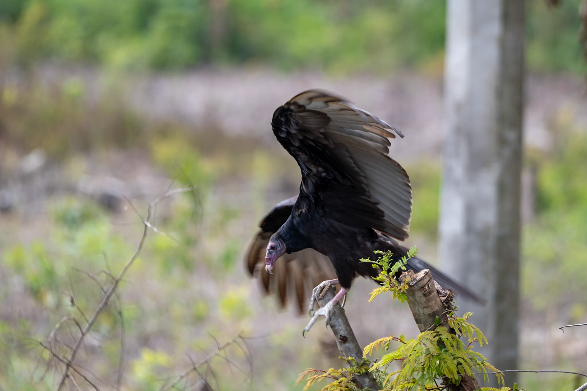 Turkey vulture at San Ángel