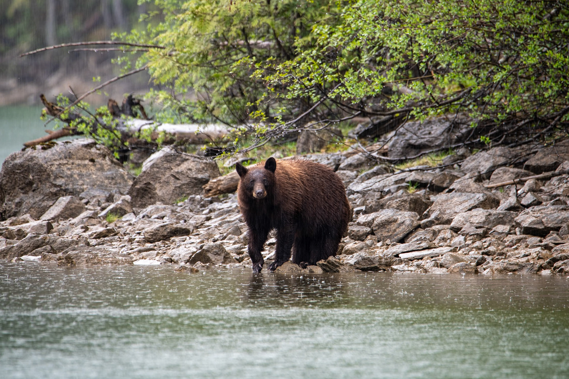 Black bear near Mud Lake