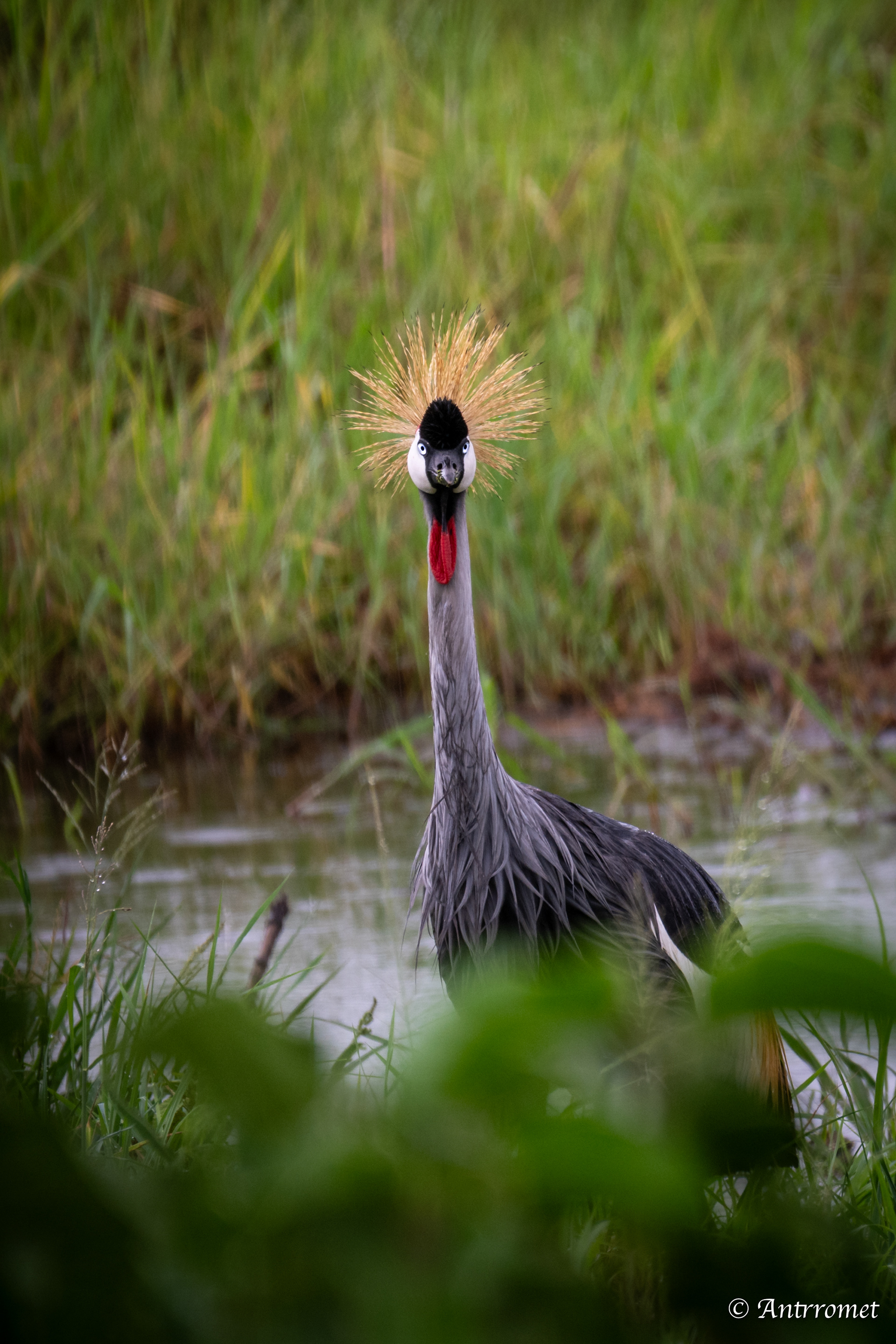 Grey crowned crane