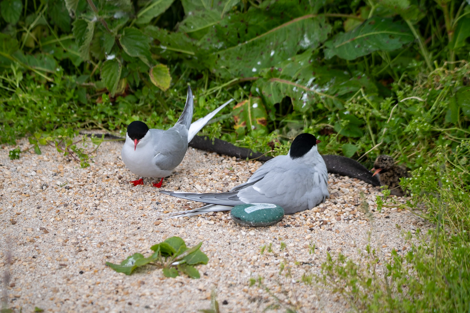 Arctic tern family, Farne Islands