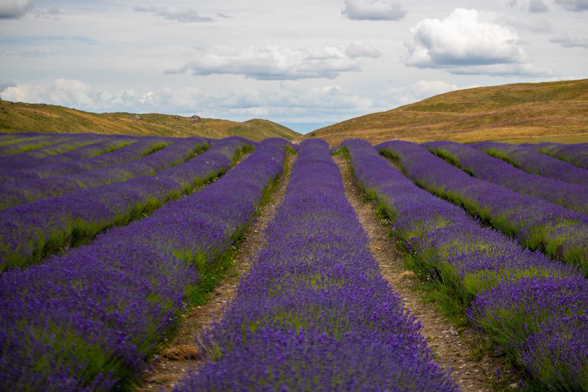 Alpine Lavendar farms