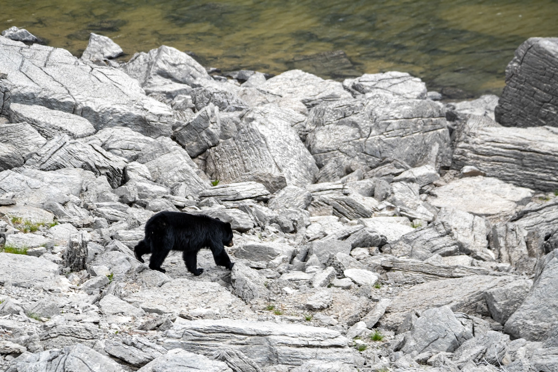 Black bear near Medicine Lake