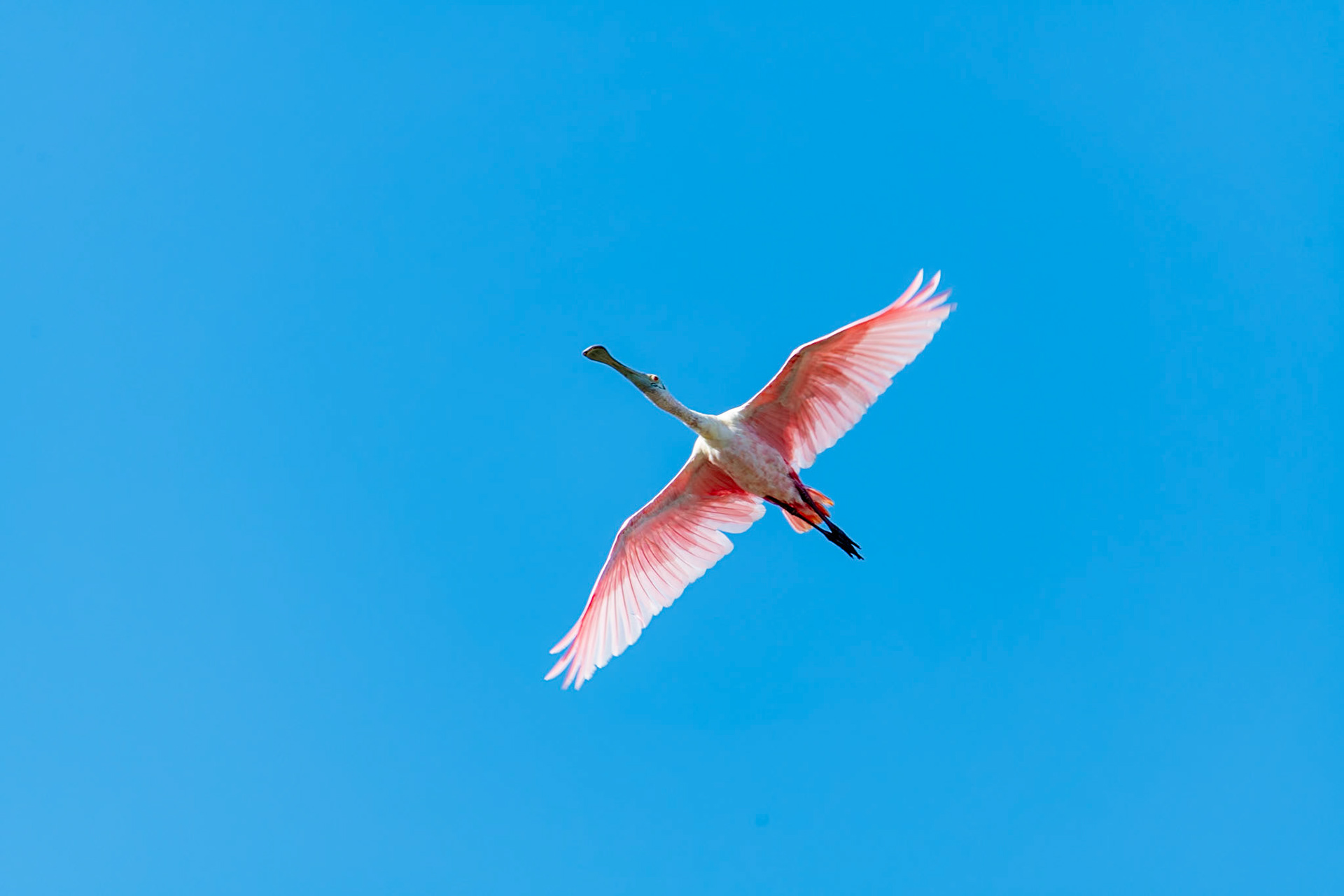 Roseate Spoonbill at Rio Lagartos Lagoon