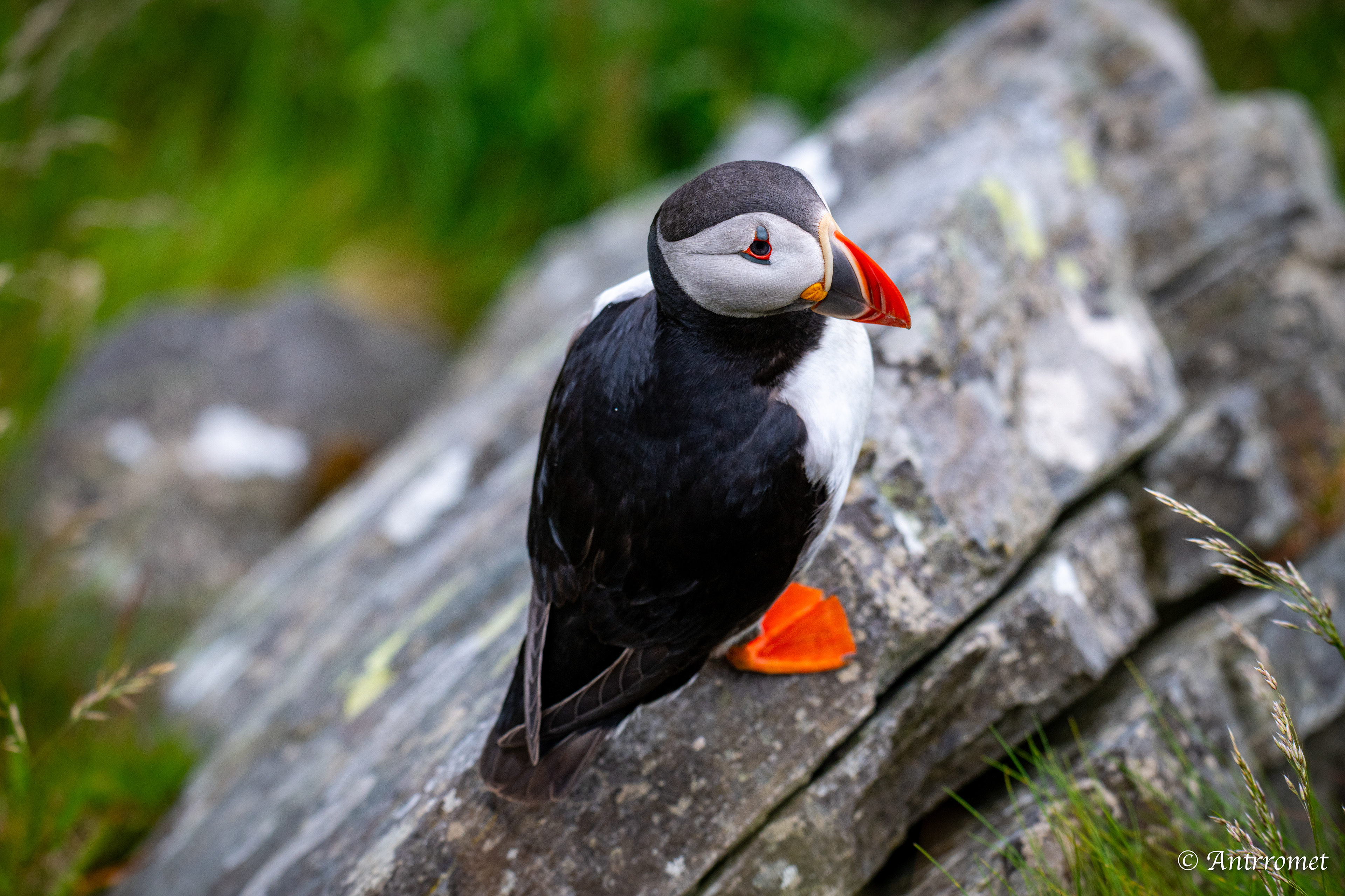 Puffins at Puffin viewing point, Runde