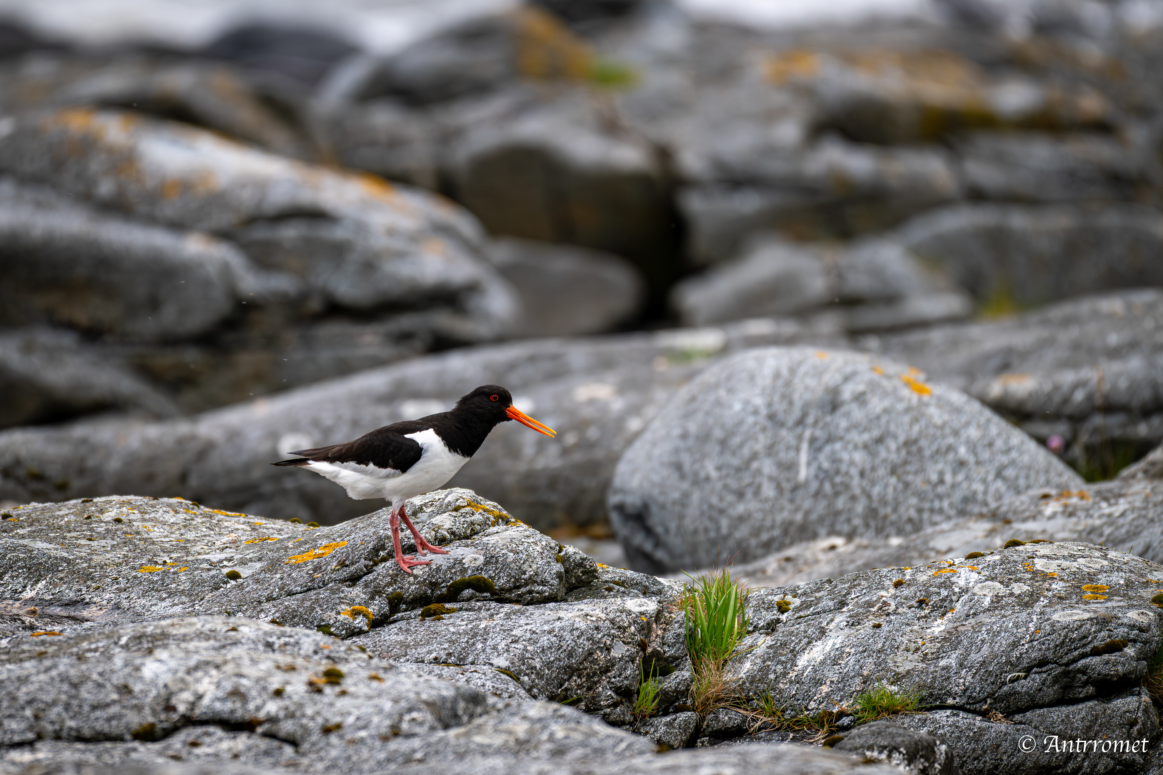 Oyster catcher on the way to the Bird Cliff at Værøy