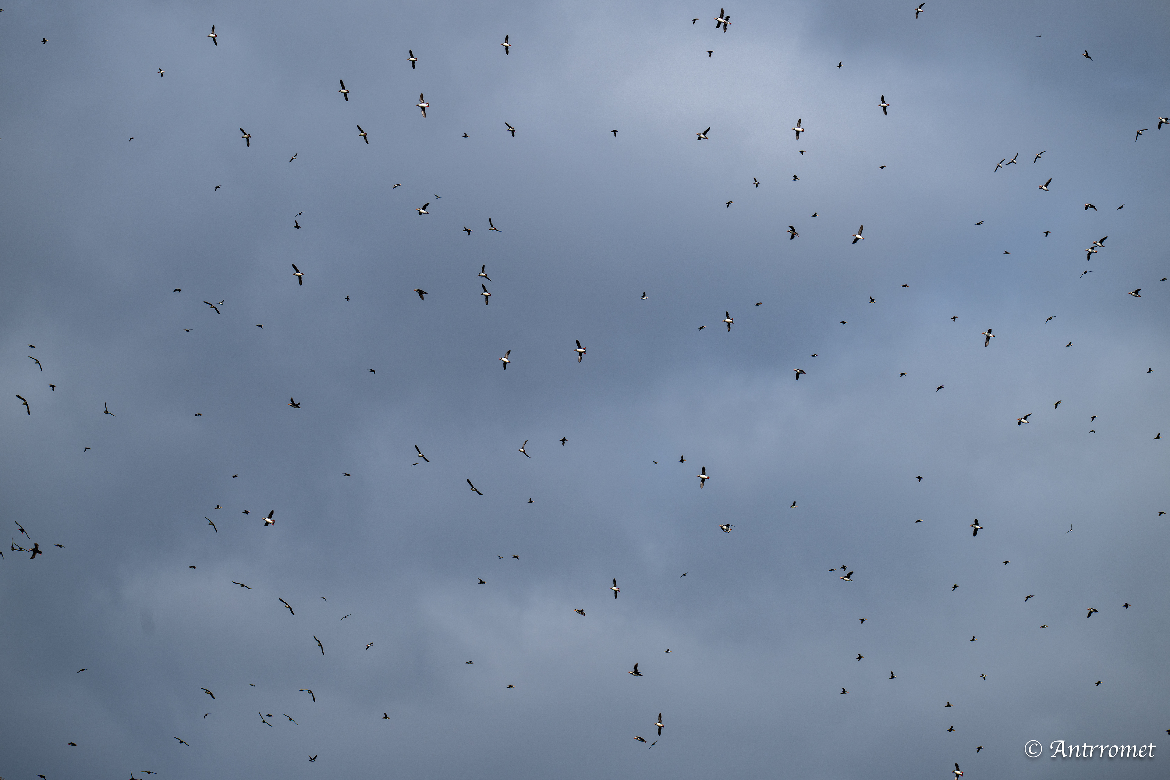 Puffins at Puffin Safari AS, Bleik, Vesteralen