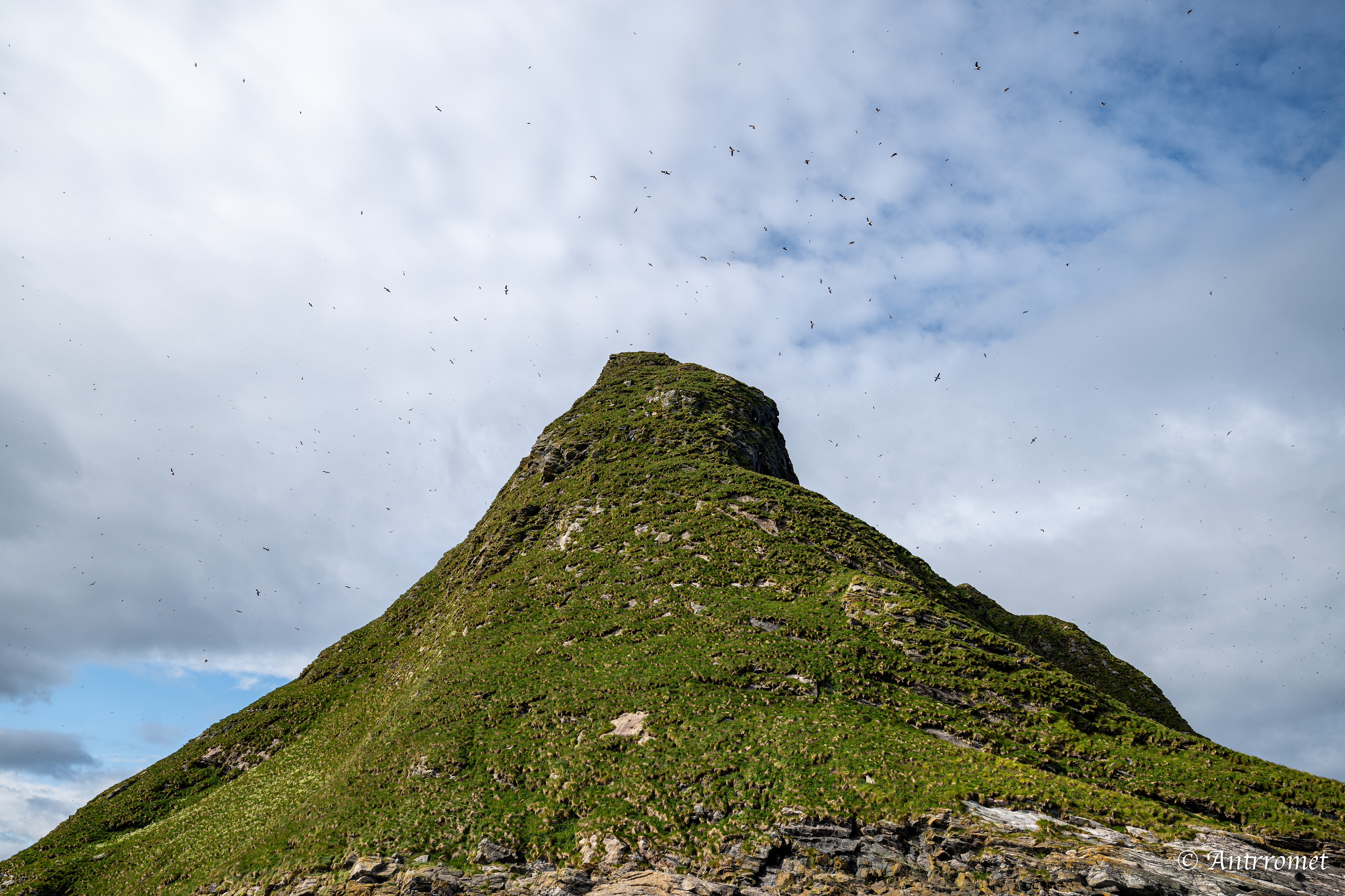Puffins at Puffin Safari AS, Bleik, Vesteralen