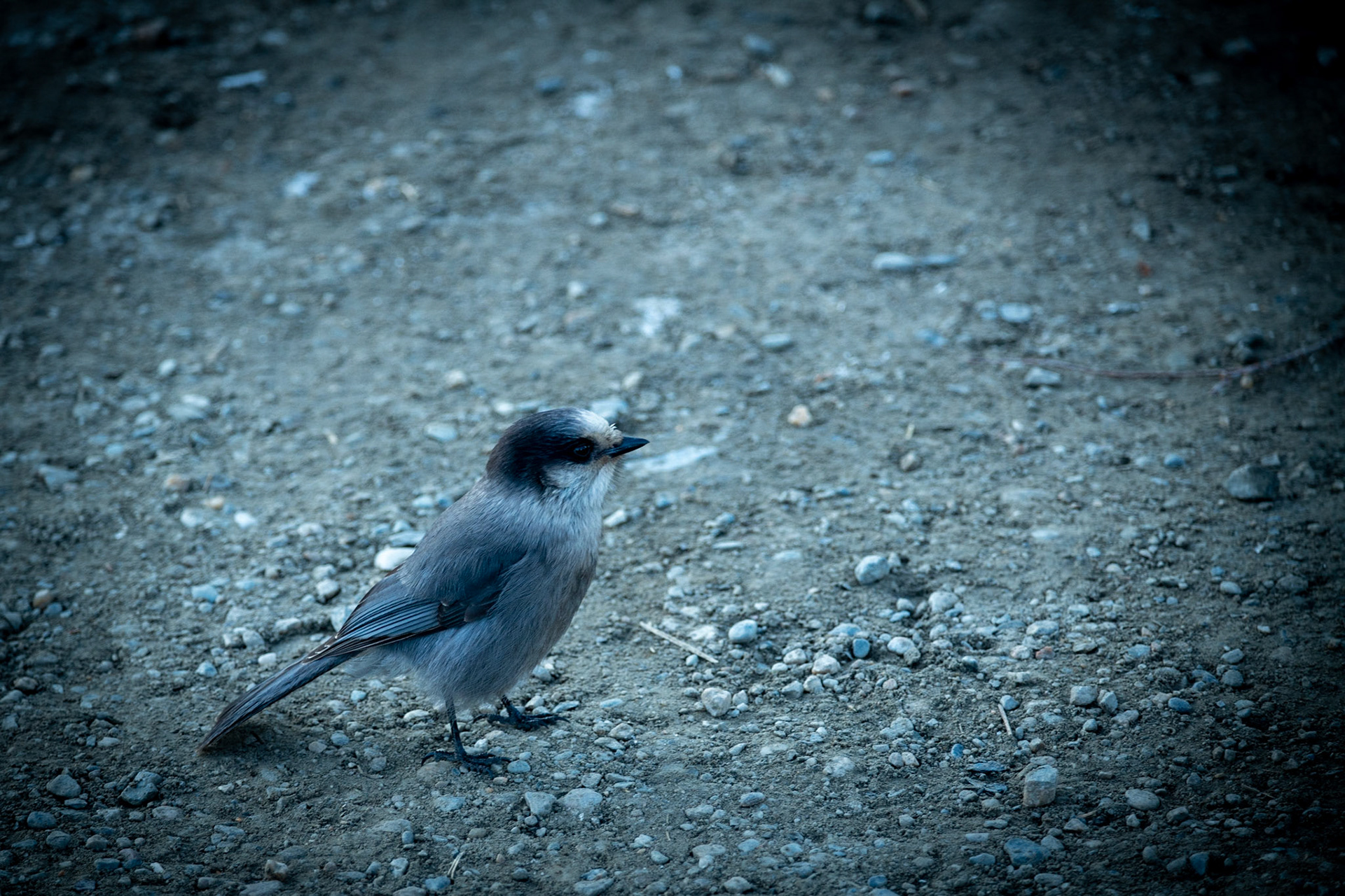 Canada jay at the Arctic circle sign