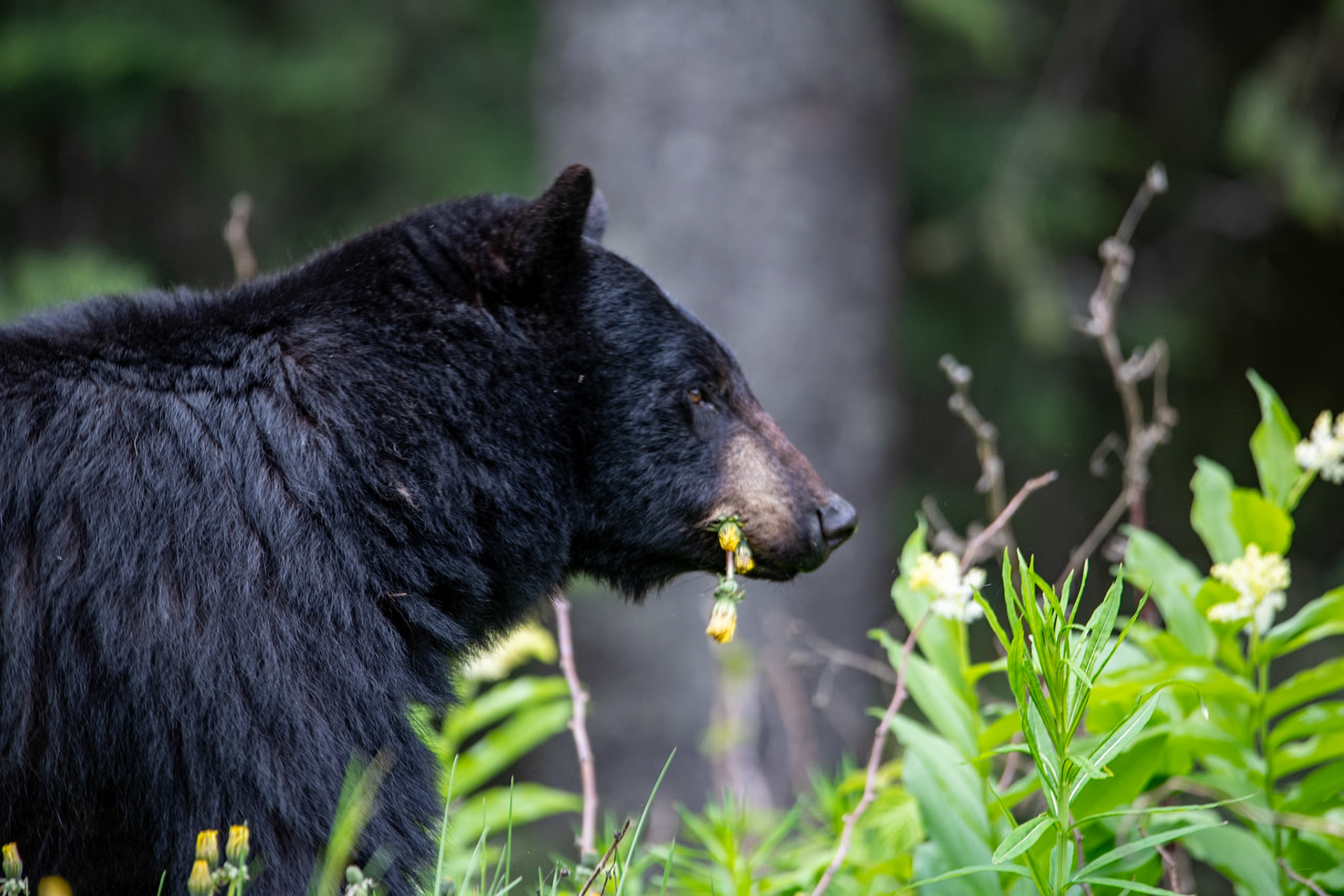 Black bear near Mount Robson Park