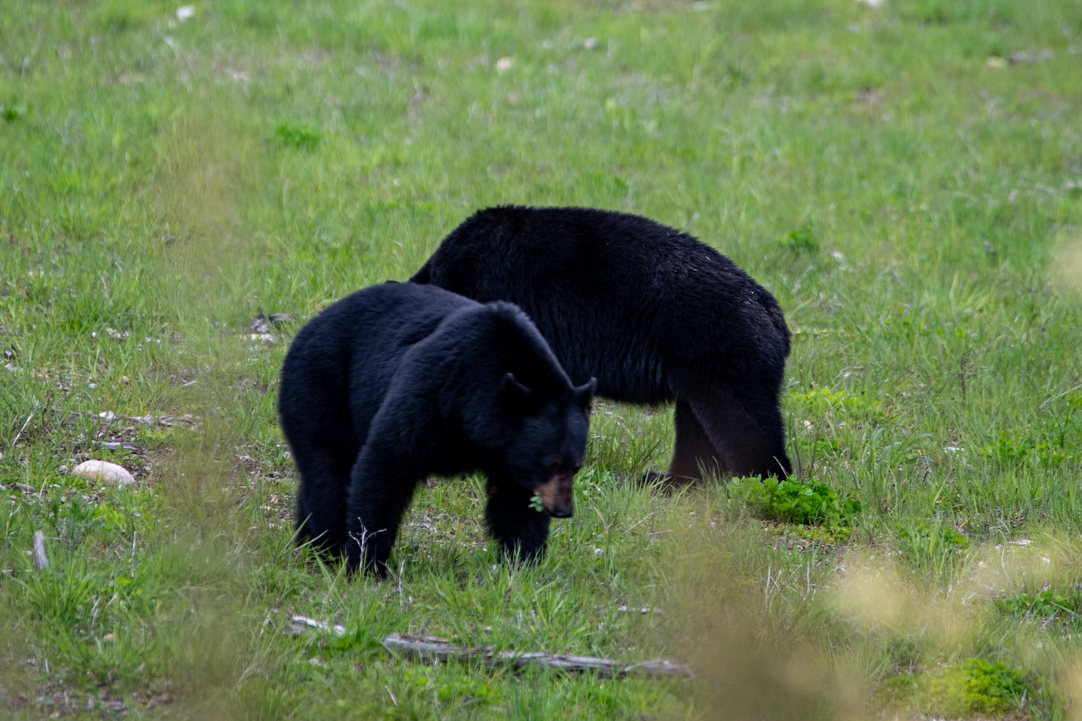 Black bears near Yellowhead Highway
