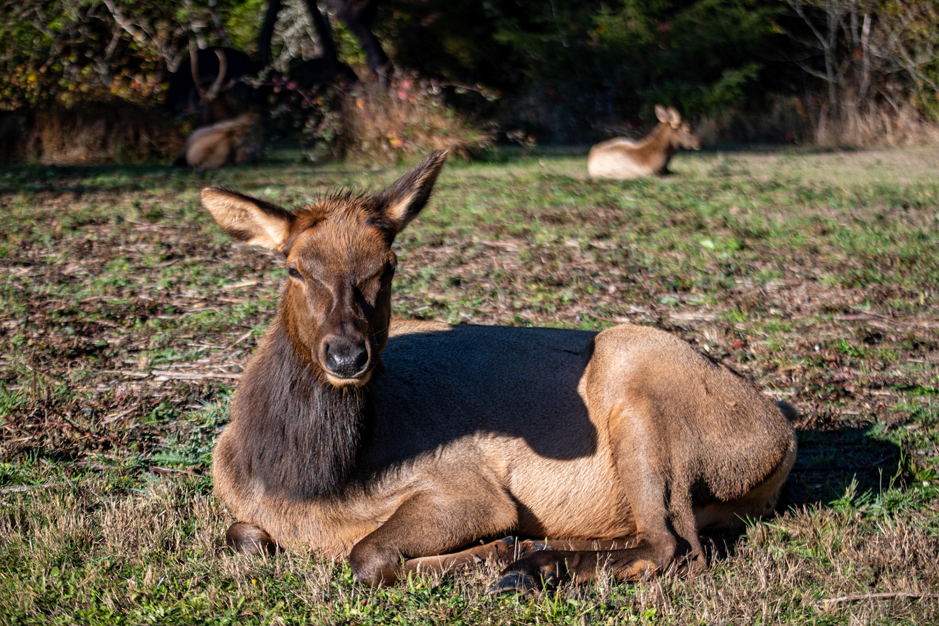 Elk Meadow