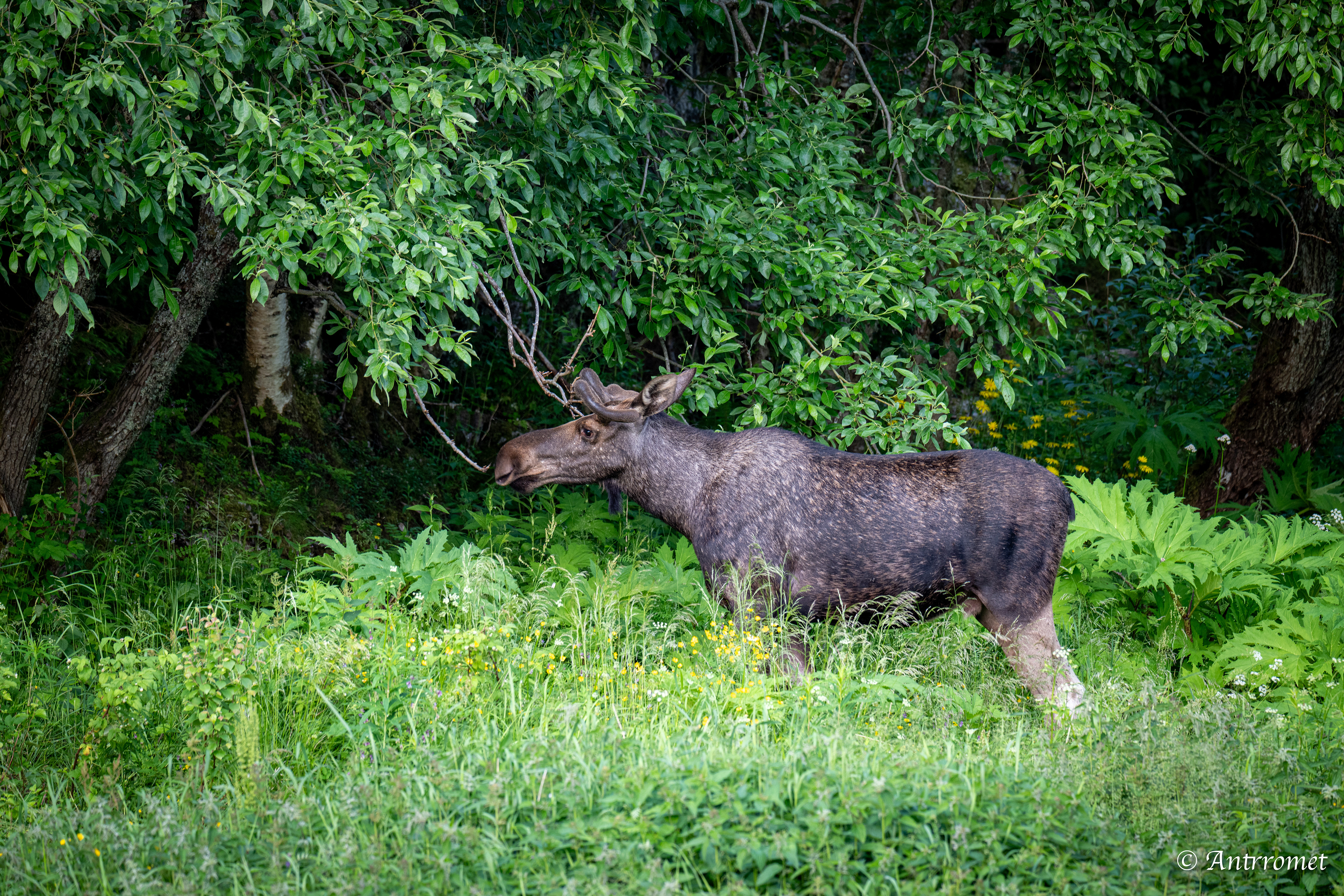 Moose somewhere in Bangsund