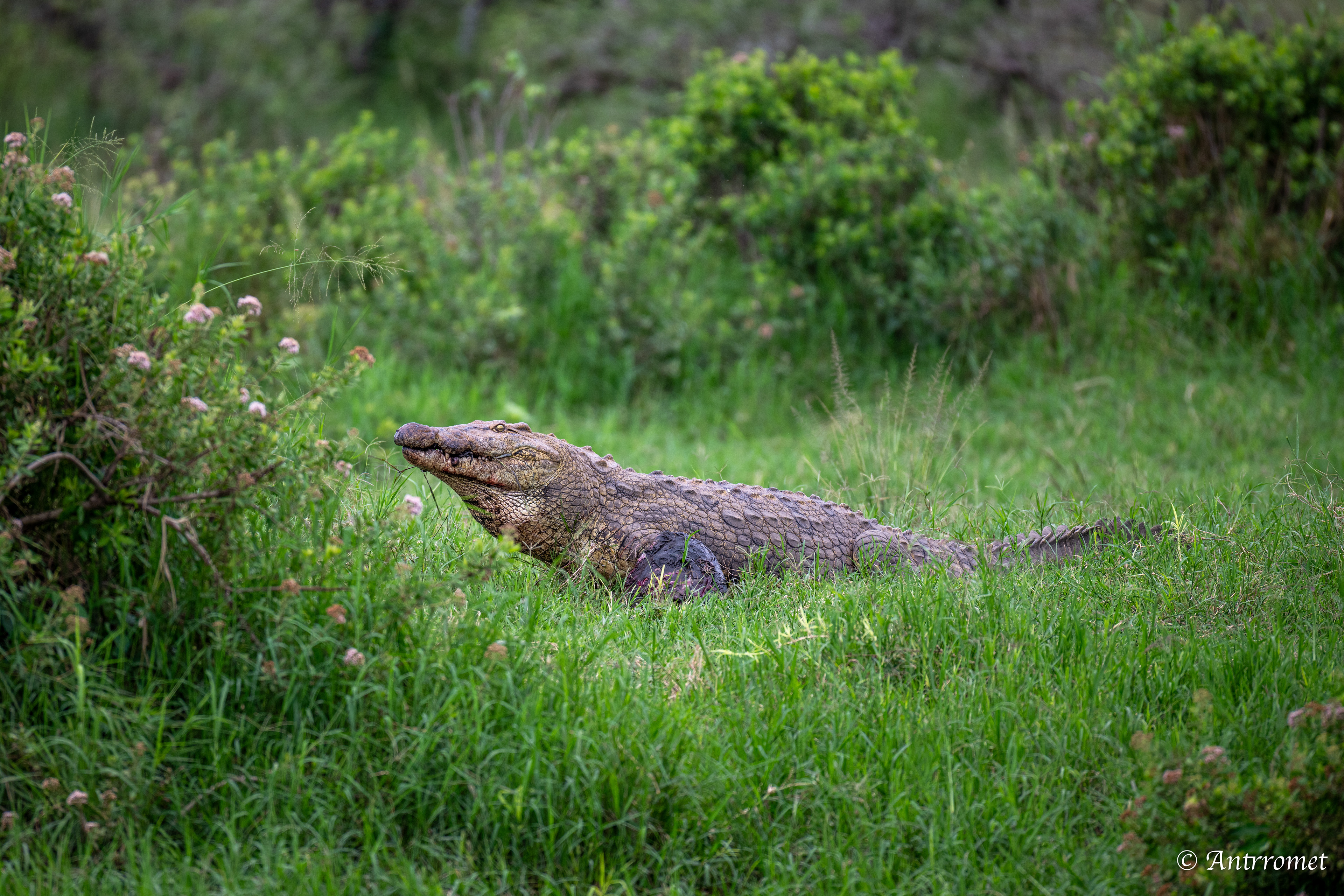 Nile Crocodile devouring a warthog