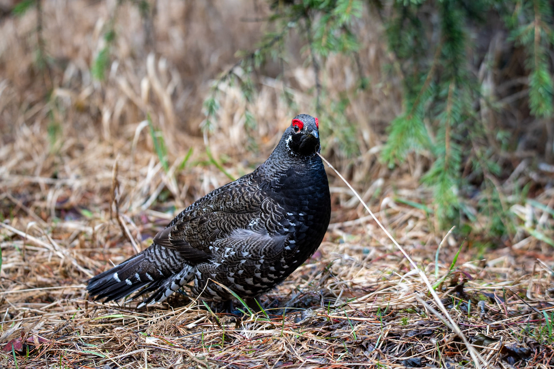 Spruce grouse near Maligne Lake picnic area