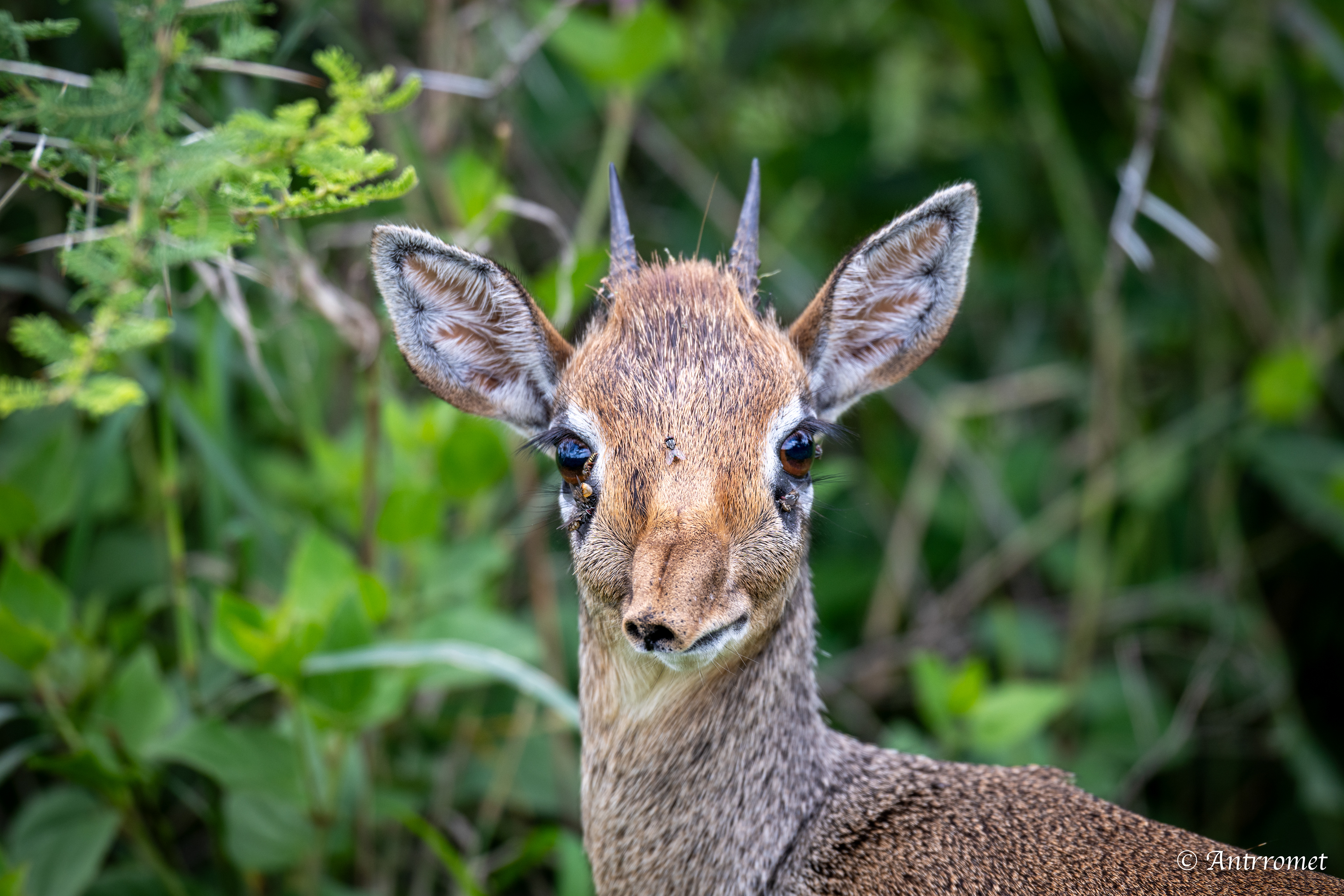 Kirk's Dik-dik
