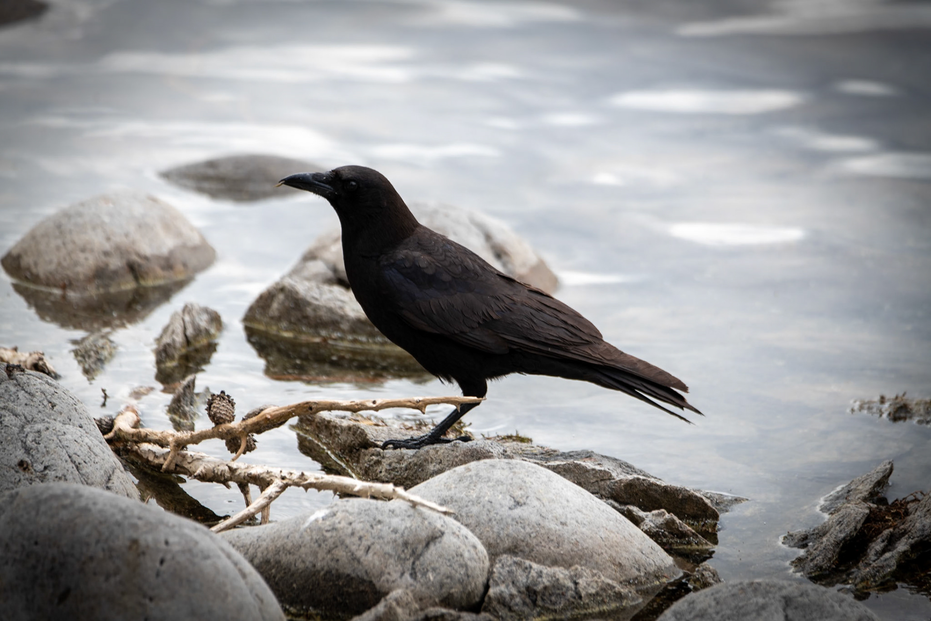 Crow near Mildred Lake