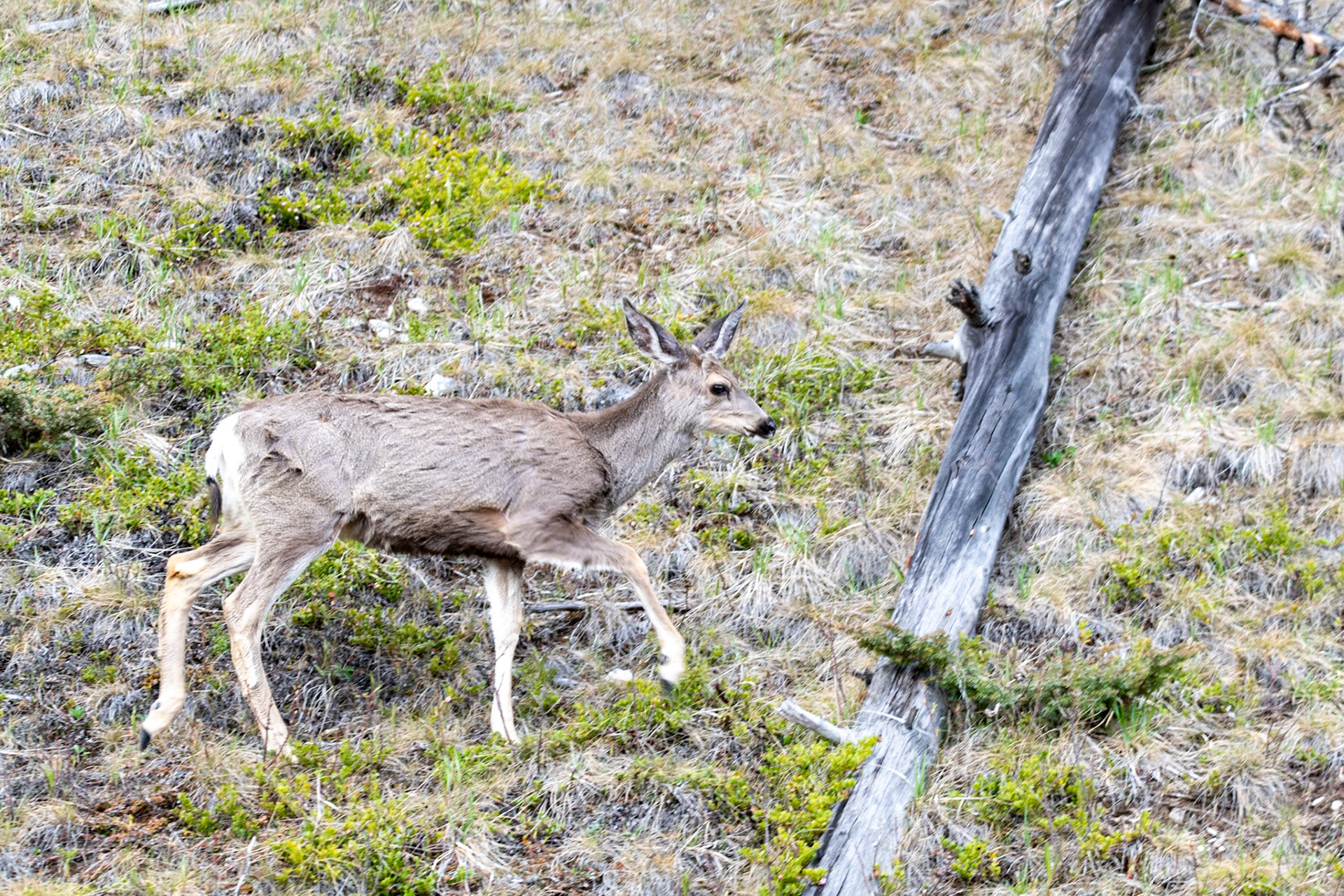 White tailed deer on Maligne Lake Road