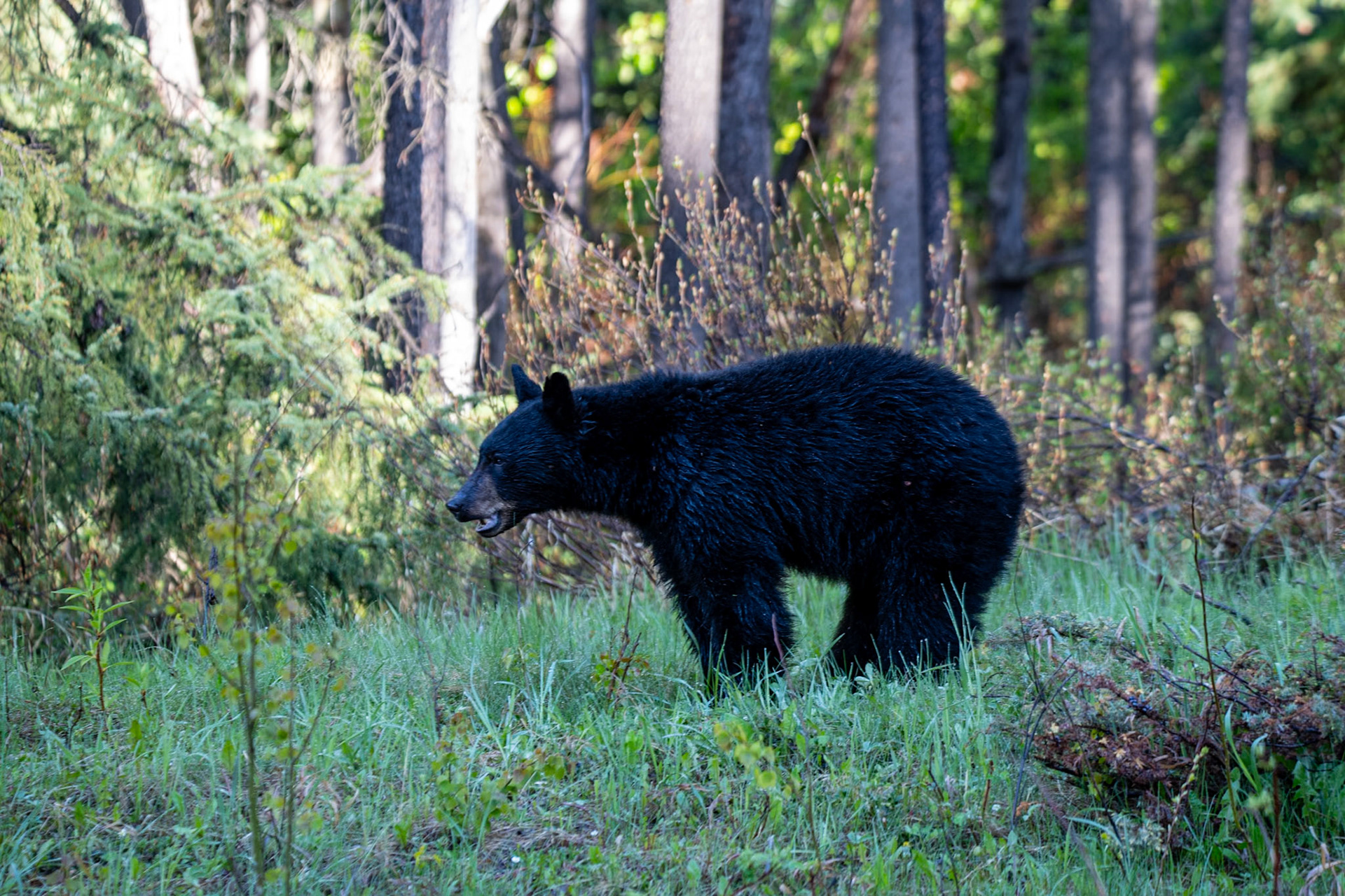 Black bear on Maligne Lake Road