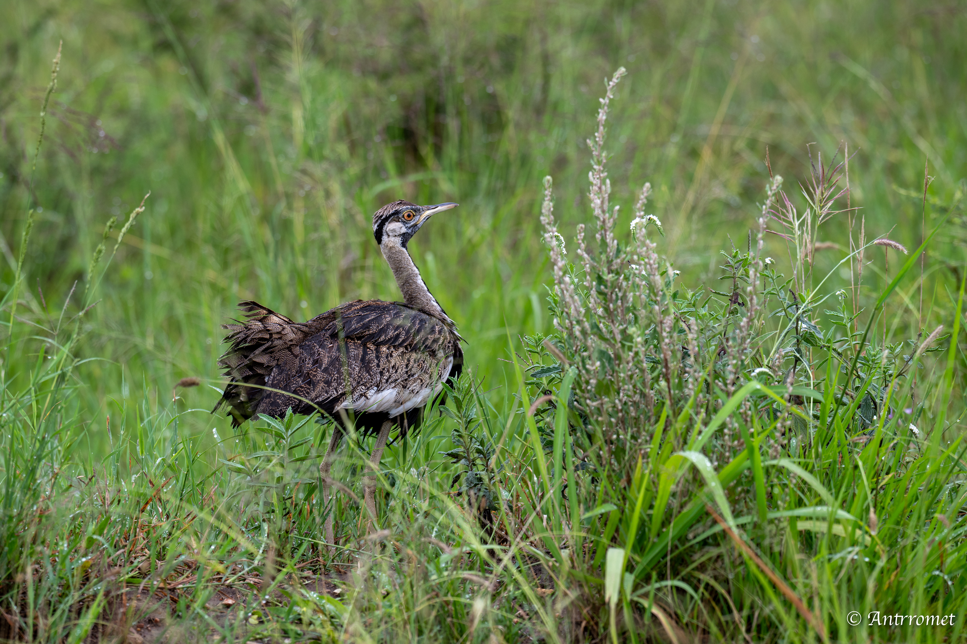 Kori Bustard