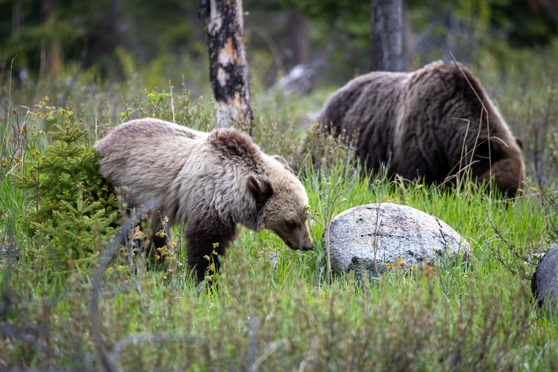 Grizzly bear with its cub