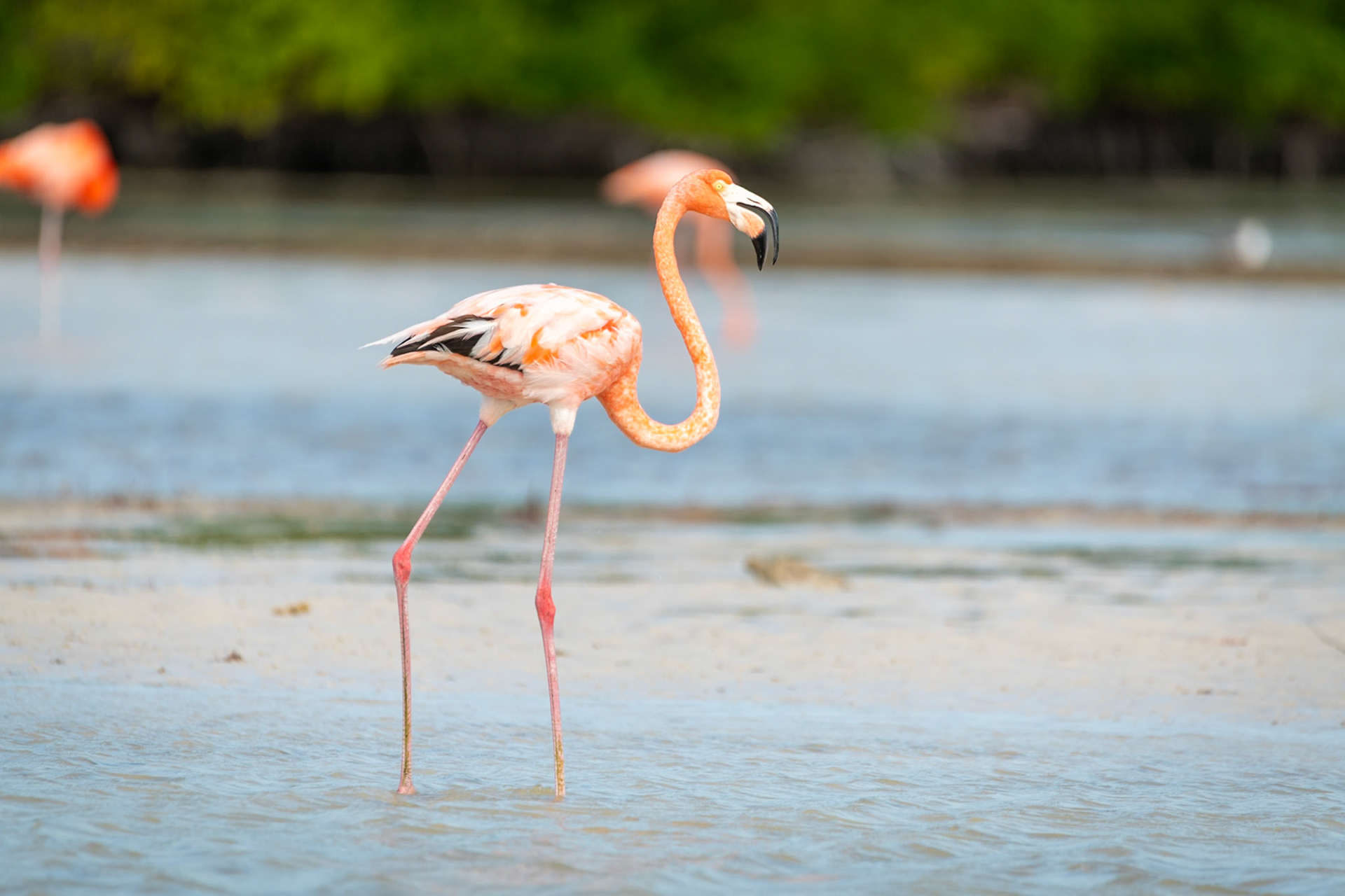 Flamingos at Rio Lagartos Lagoon