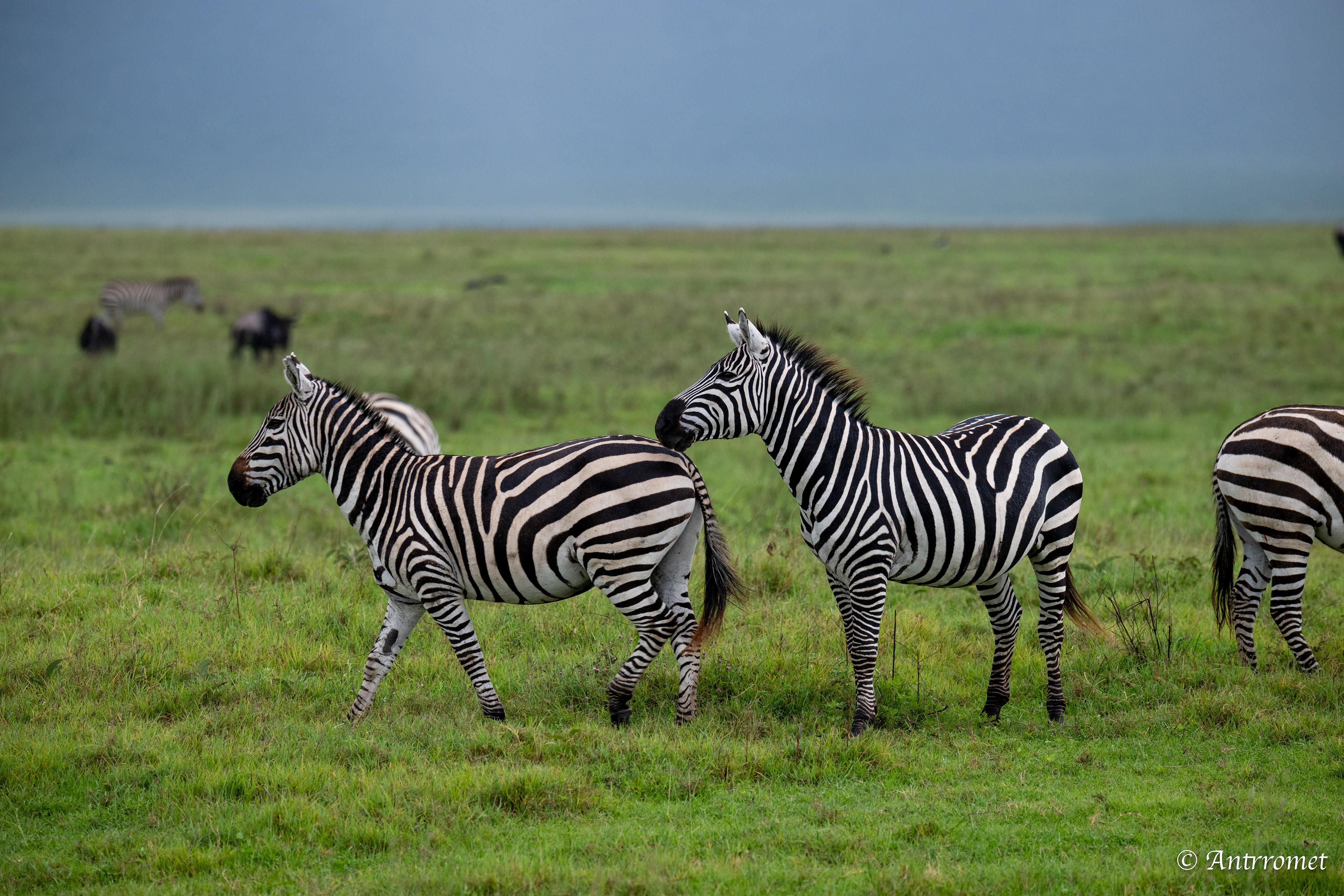 Zebras