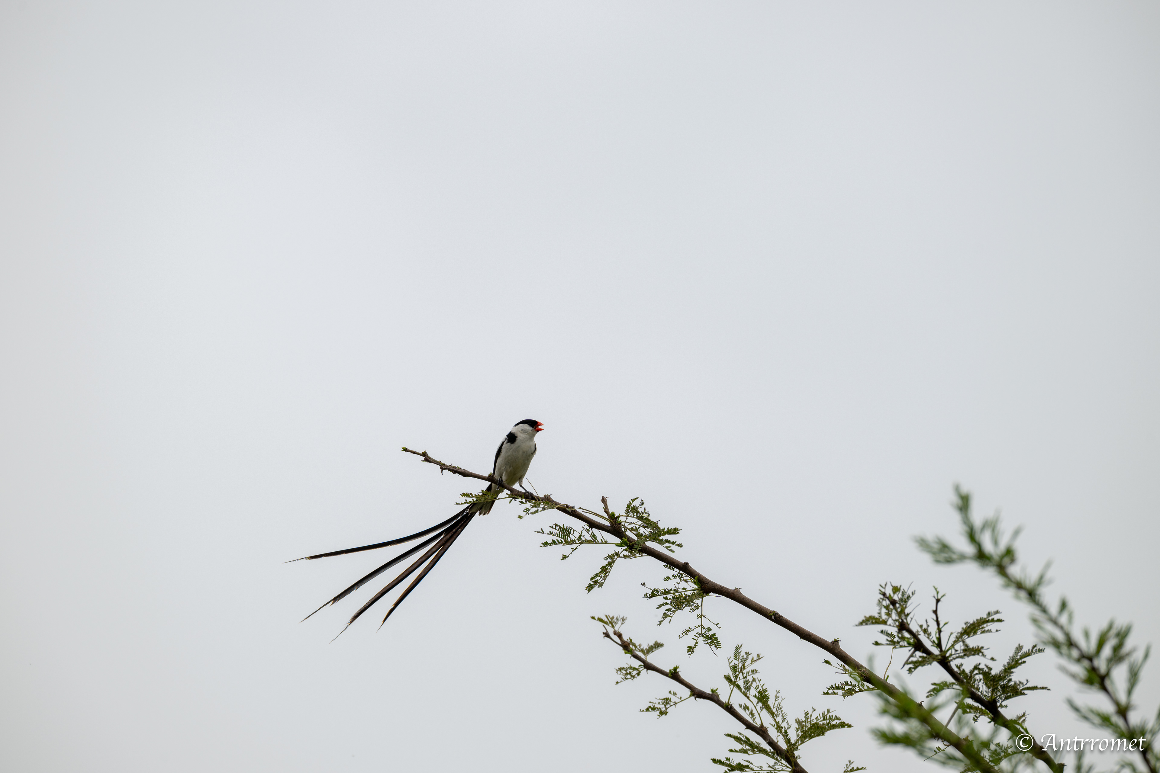 Pin-tailed Whydah