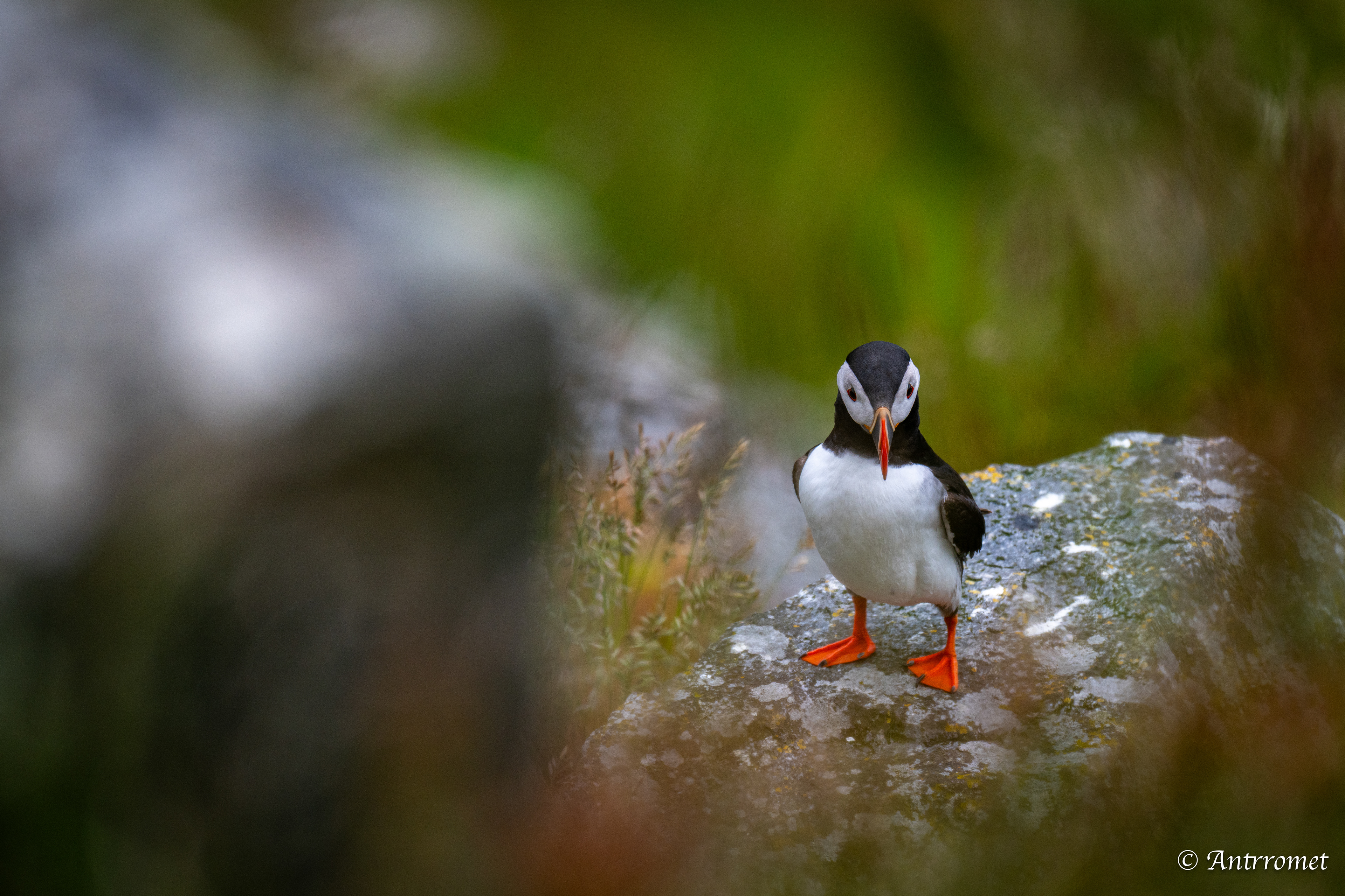 Puffins at Puffin viewing point, Runde