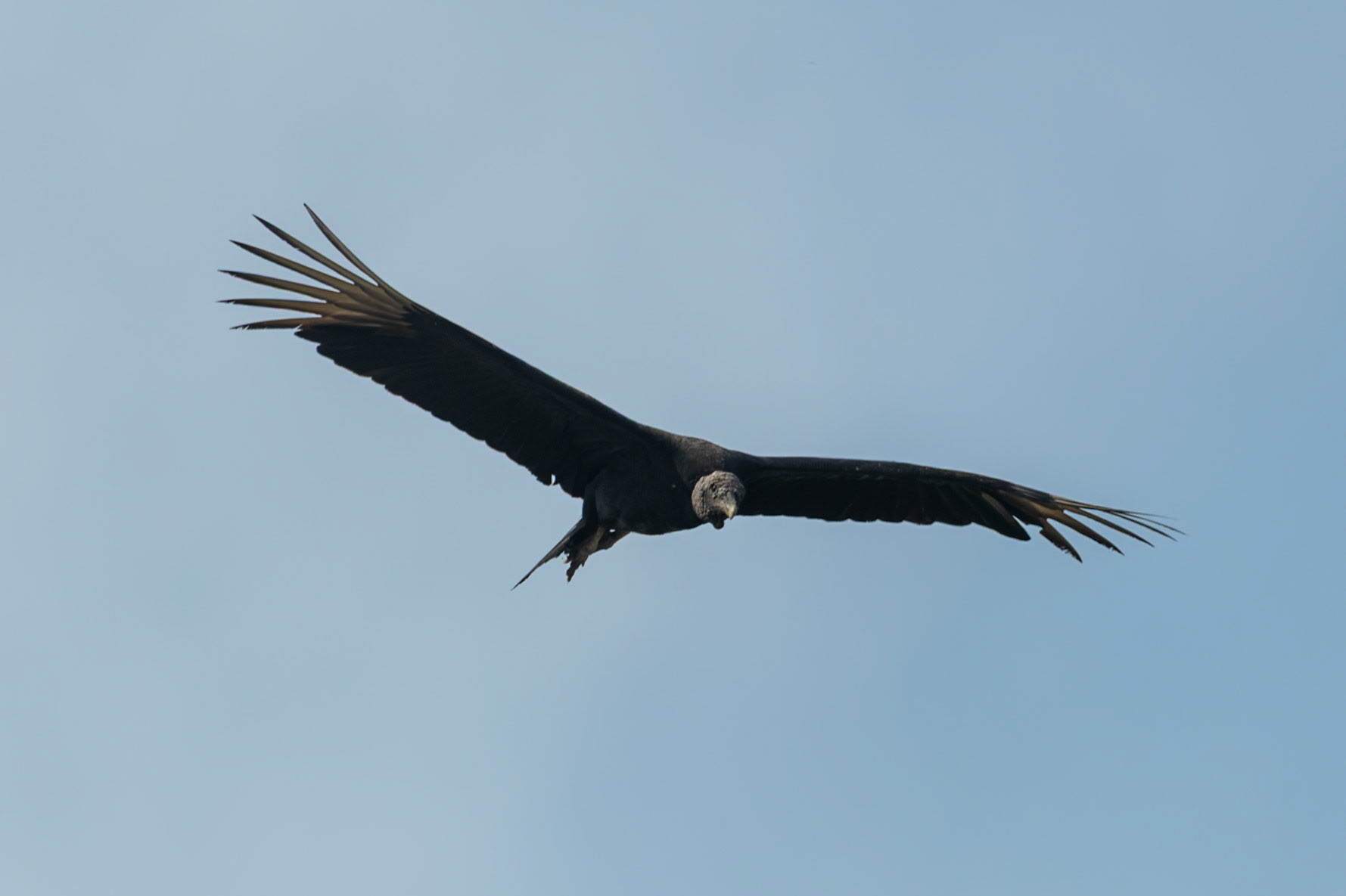 Black vulture at Chiquilá
