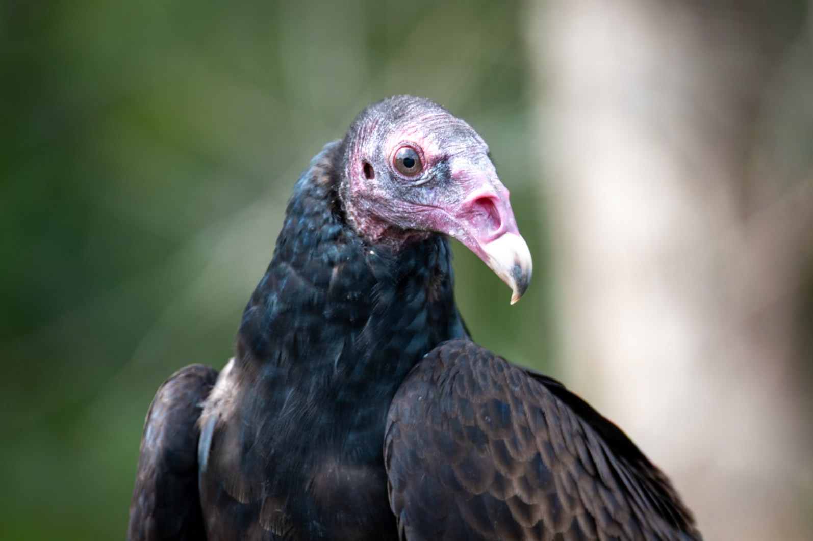 Turkey vulture at San Ángel